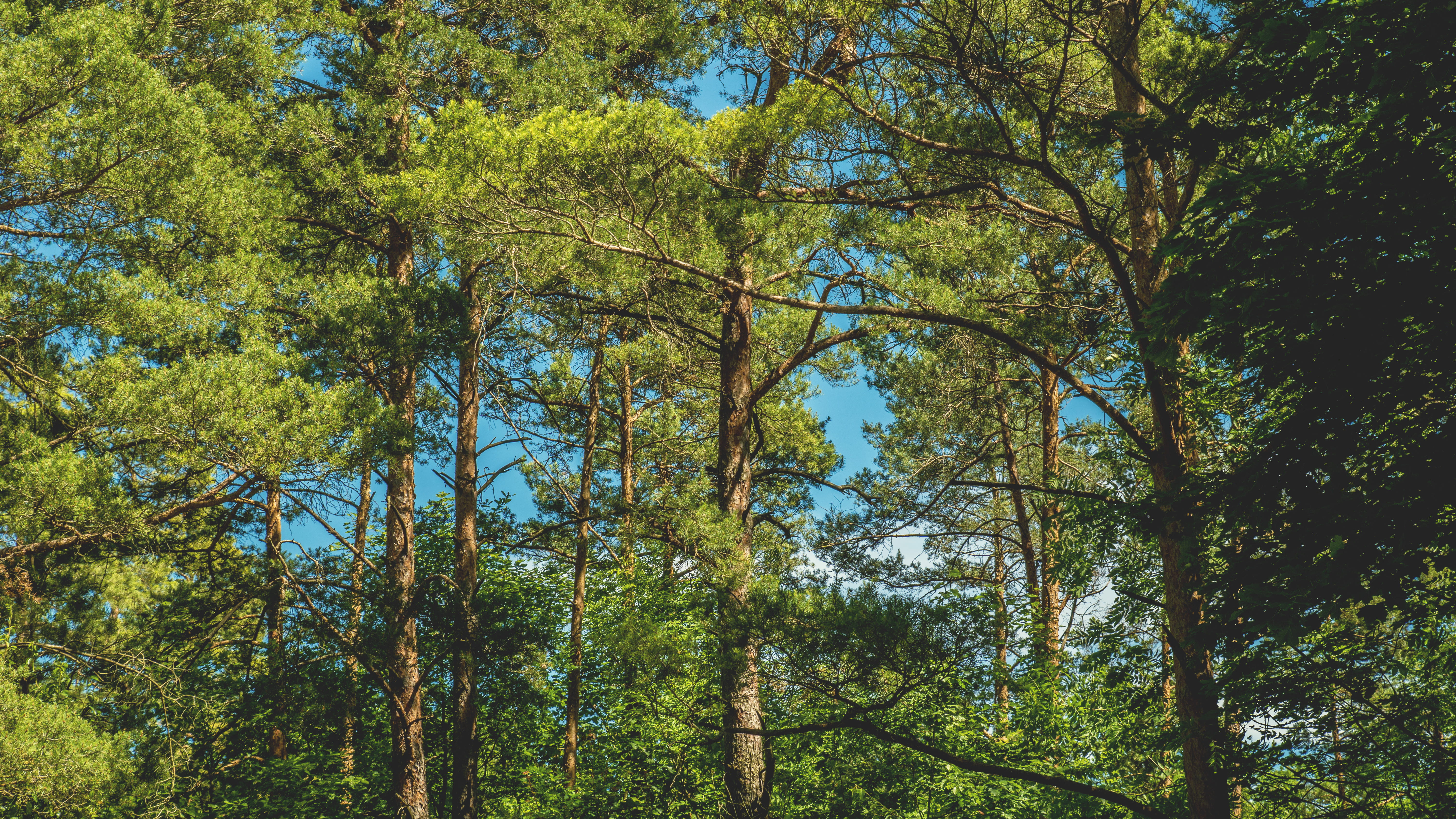 nature, forest, trees, branches, daylight, environment, foliage