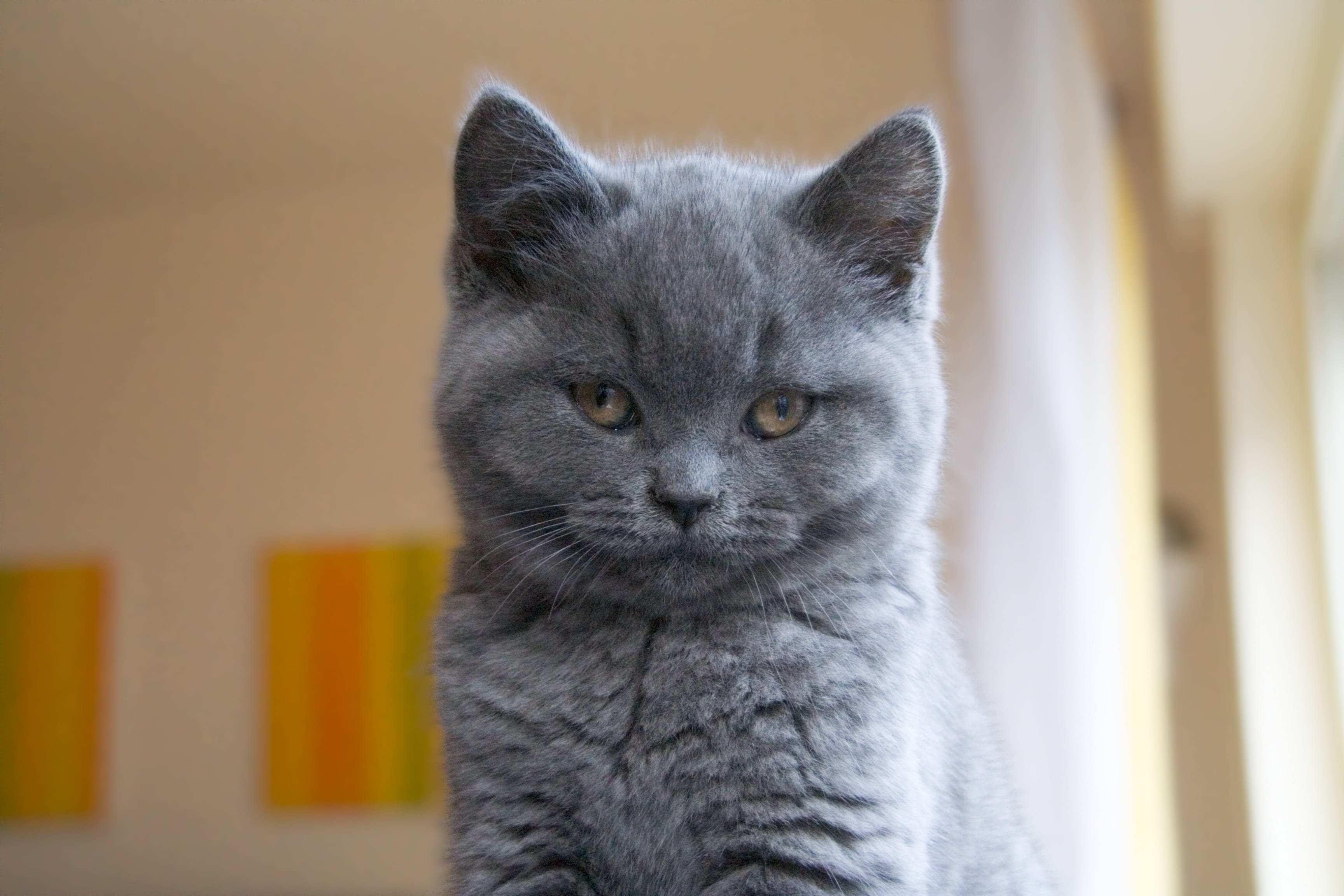 gray Persian cat, chartreux, grey, short hair, one animal, domestic cat