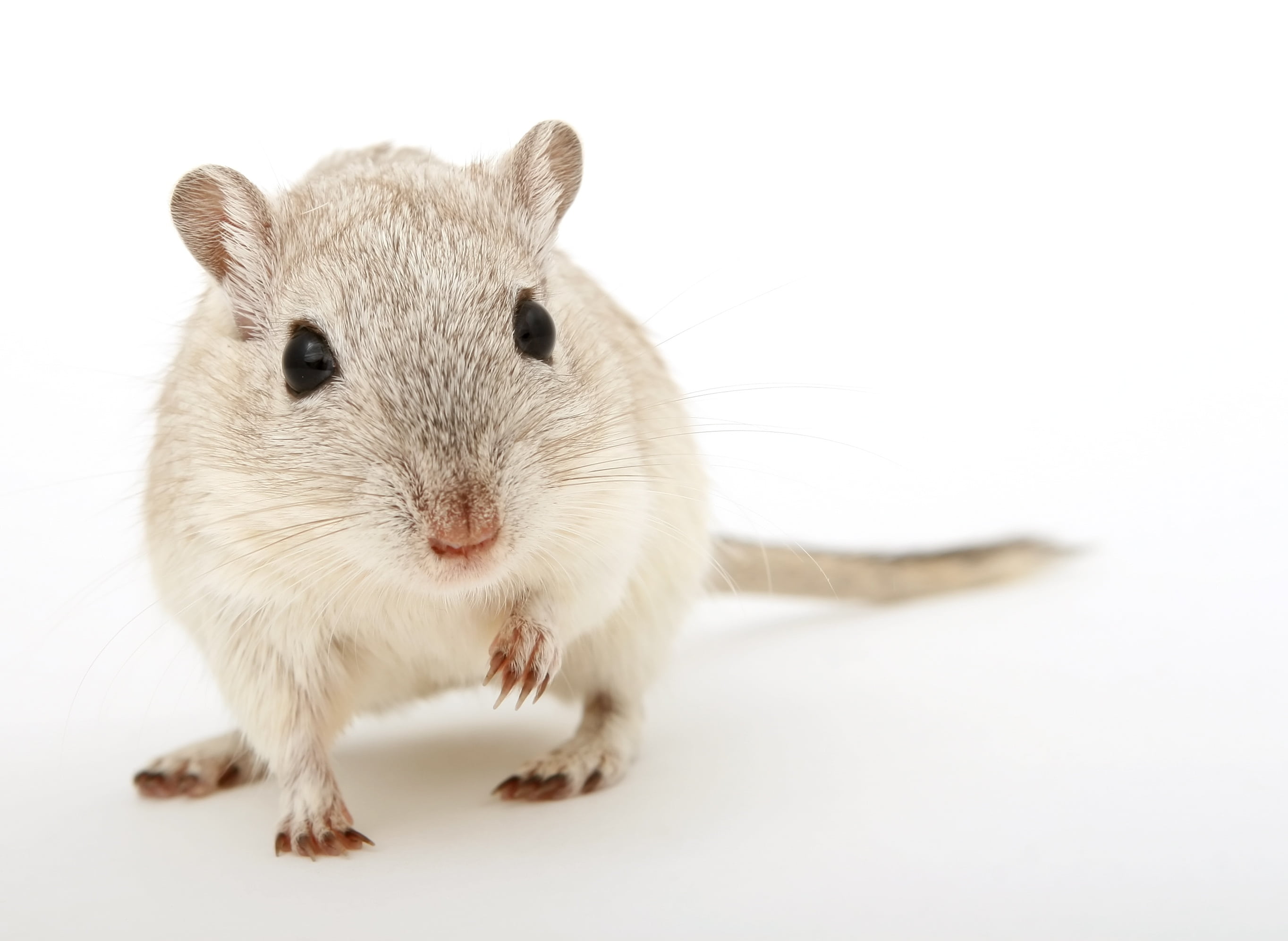 beige hamster on white surface, animal, attractive, beautiful