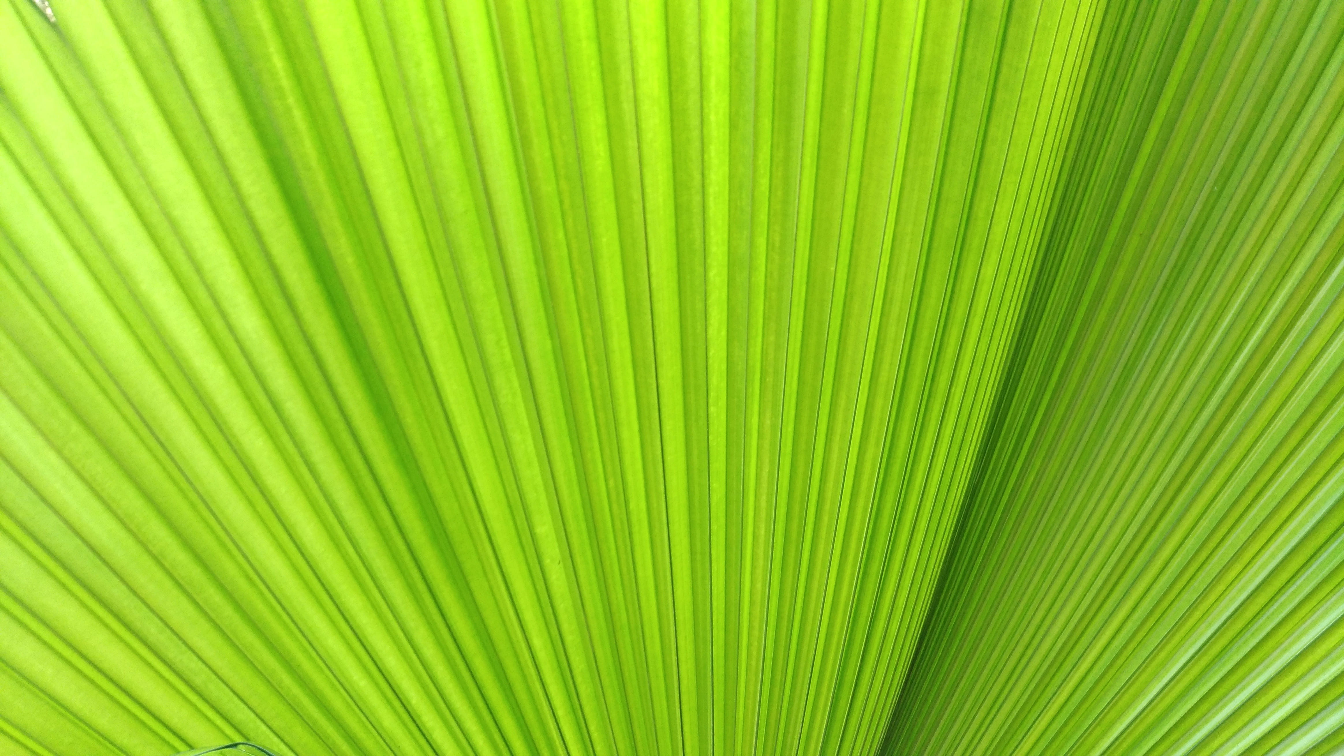 green digital artwork, background, plant, leaf, palm leaf, palm tree