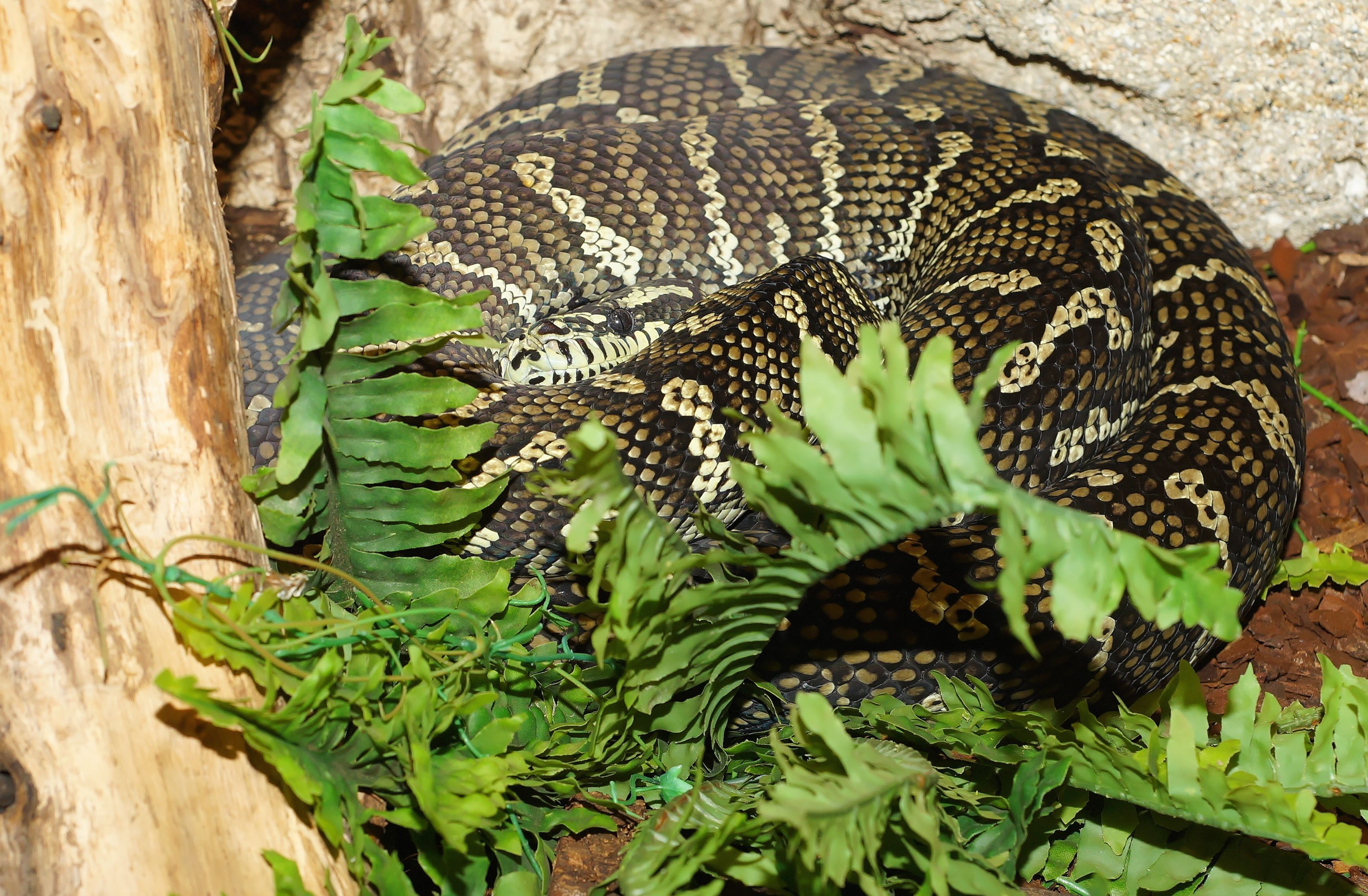snake, carpet python, constrictor, australia, scale, nature
