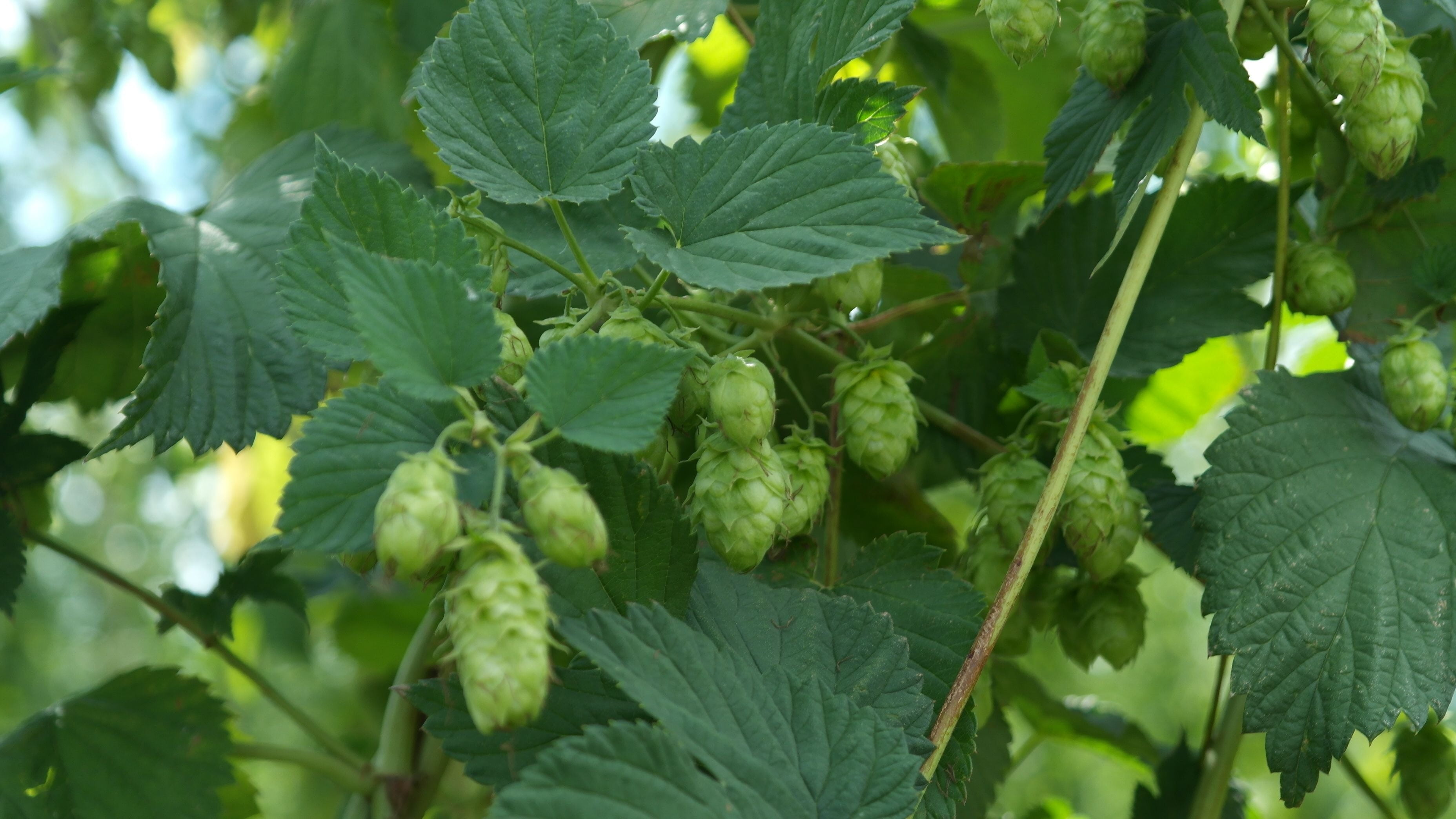hops, beer, hopfendolde, brew, green, bavaria, leaf, plant part