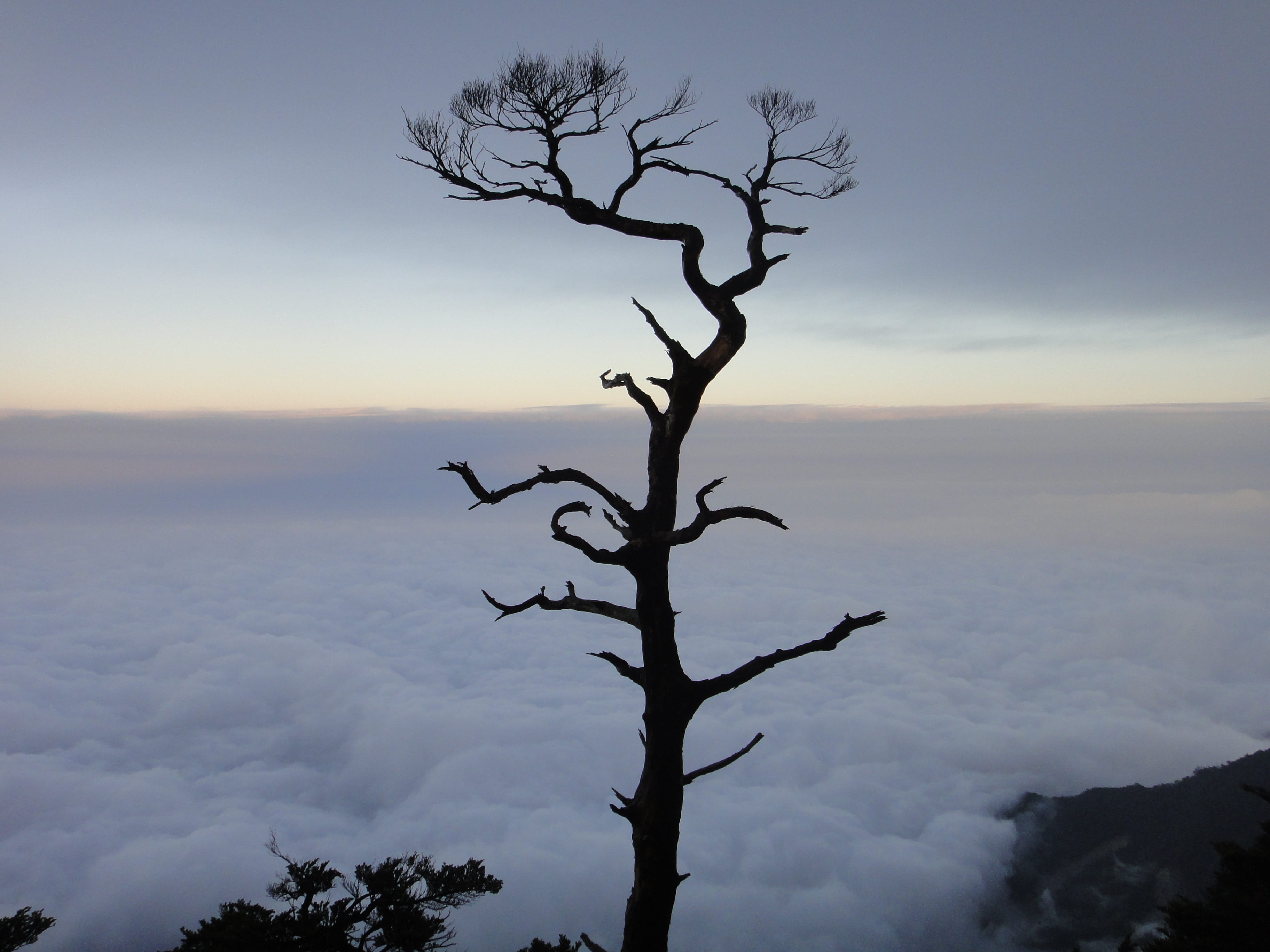 Clouds, Giant, Tree, Sam Rainsy, giant tree, bare tree, sky
