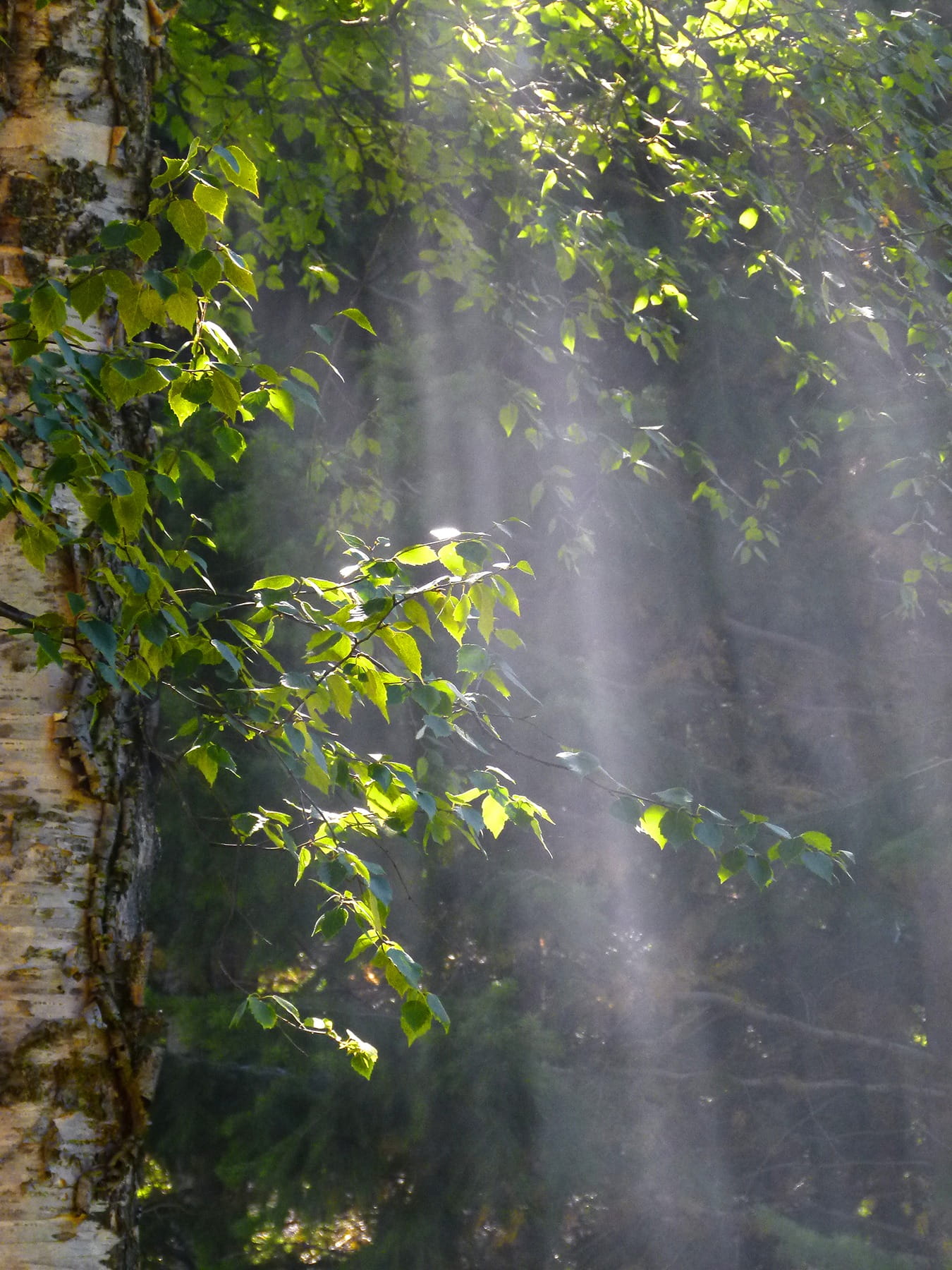 Sun, Beam, Tree, Forest, Nature, branches, sunbeams, trees