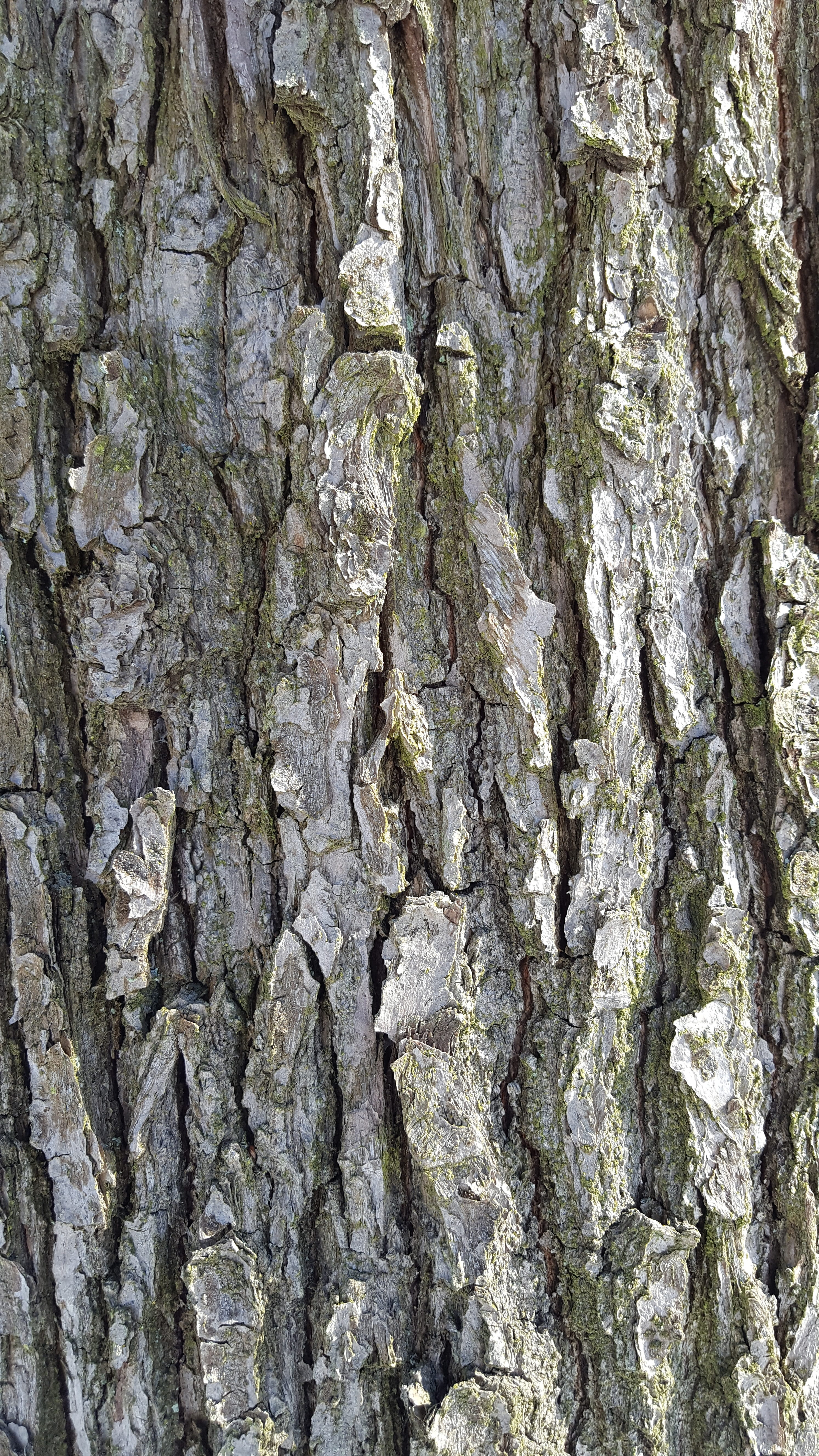 bark, background, tree, wood, full frame, backgrounds, textured