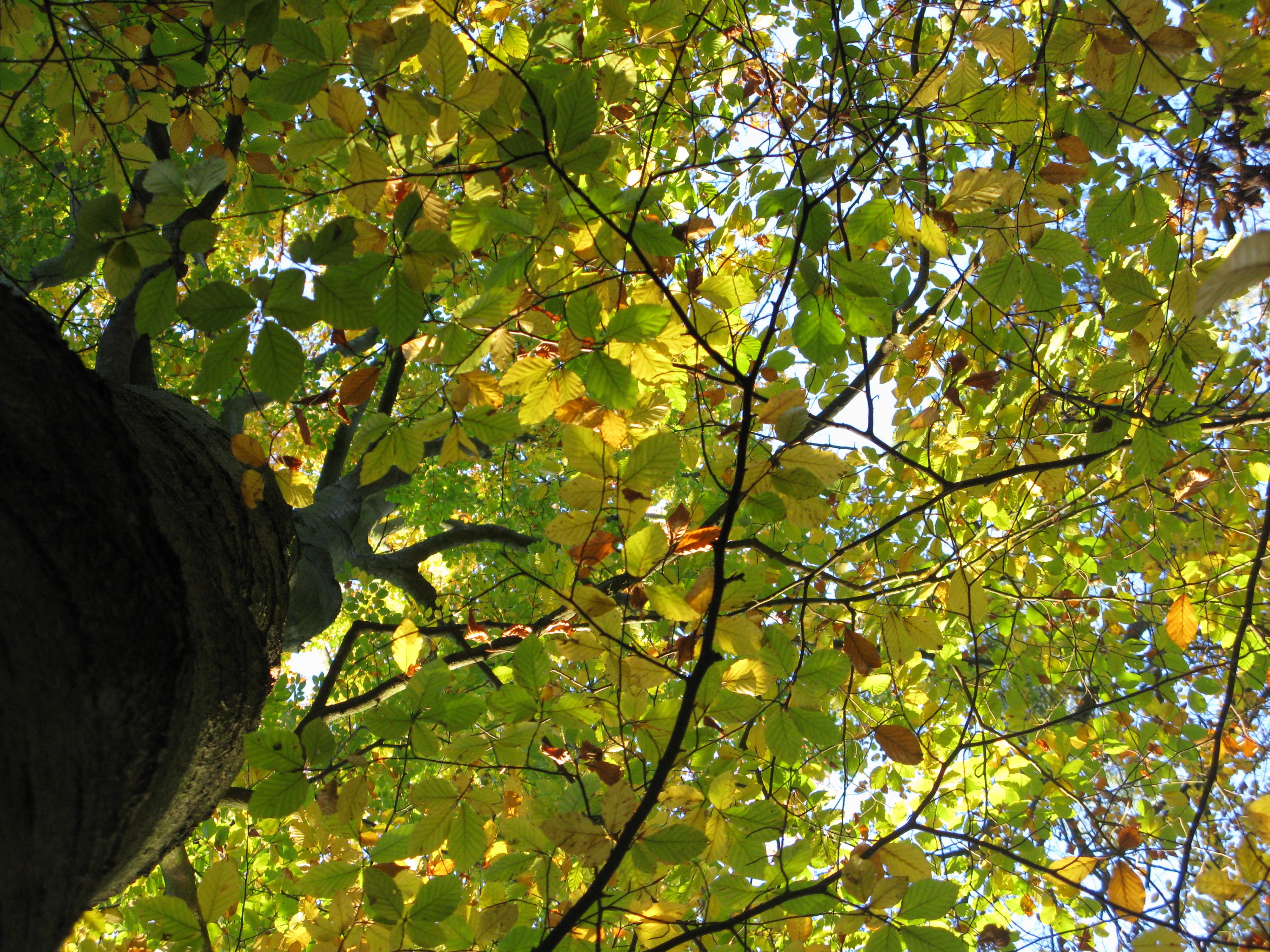 beech, beech forest, fagus sylvatica, treetops, reflected rays