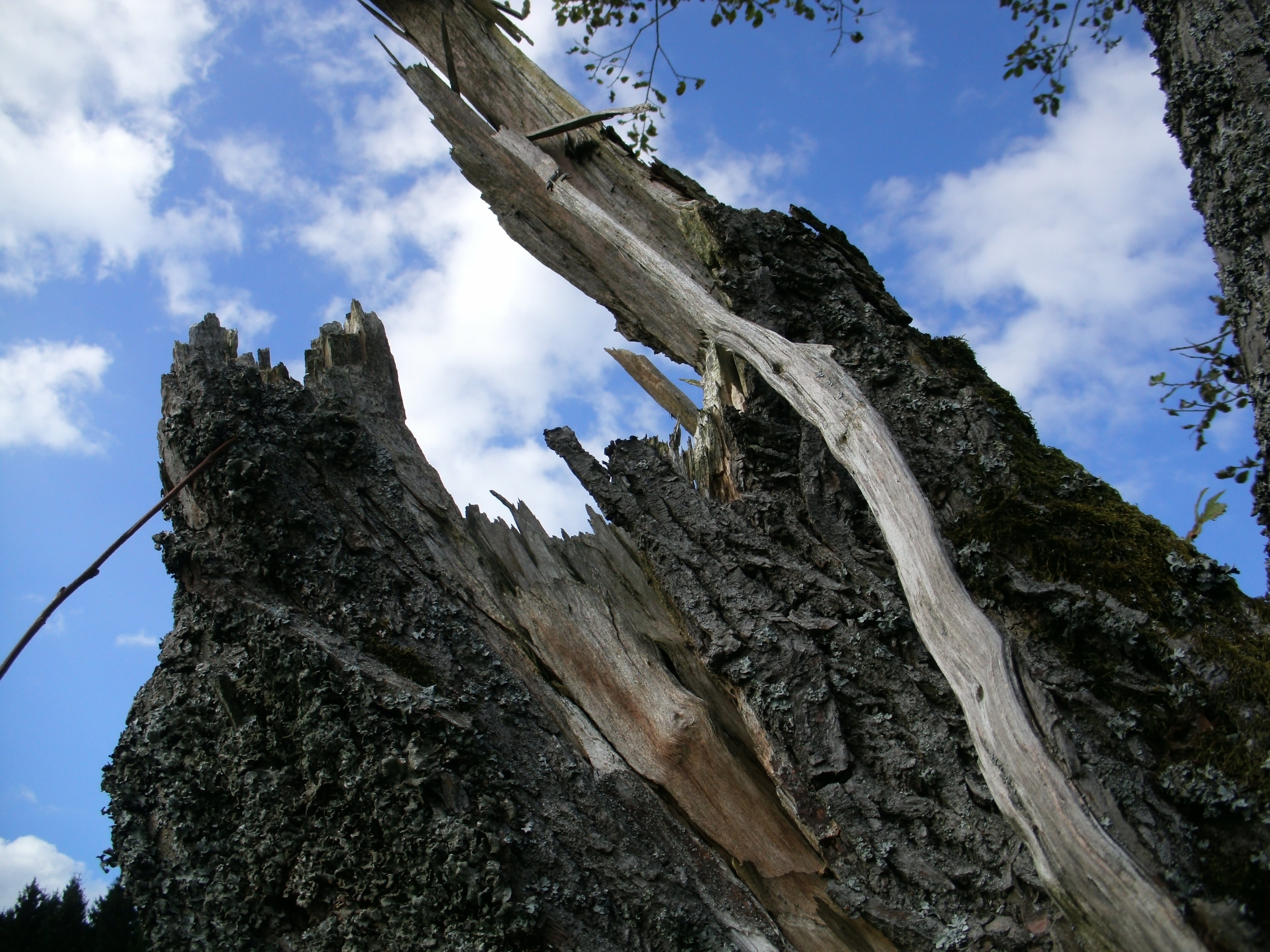 tree, butt, flash, tree stump, nature, wood, broken, torn, burst