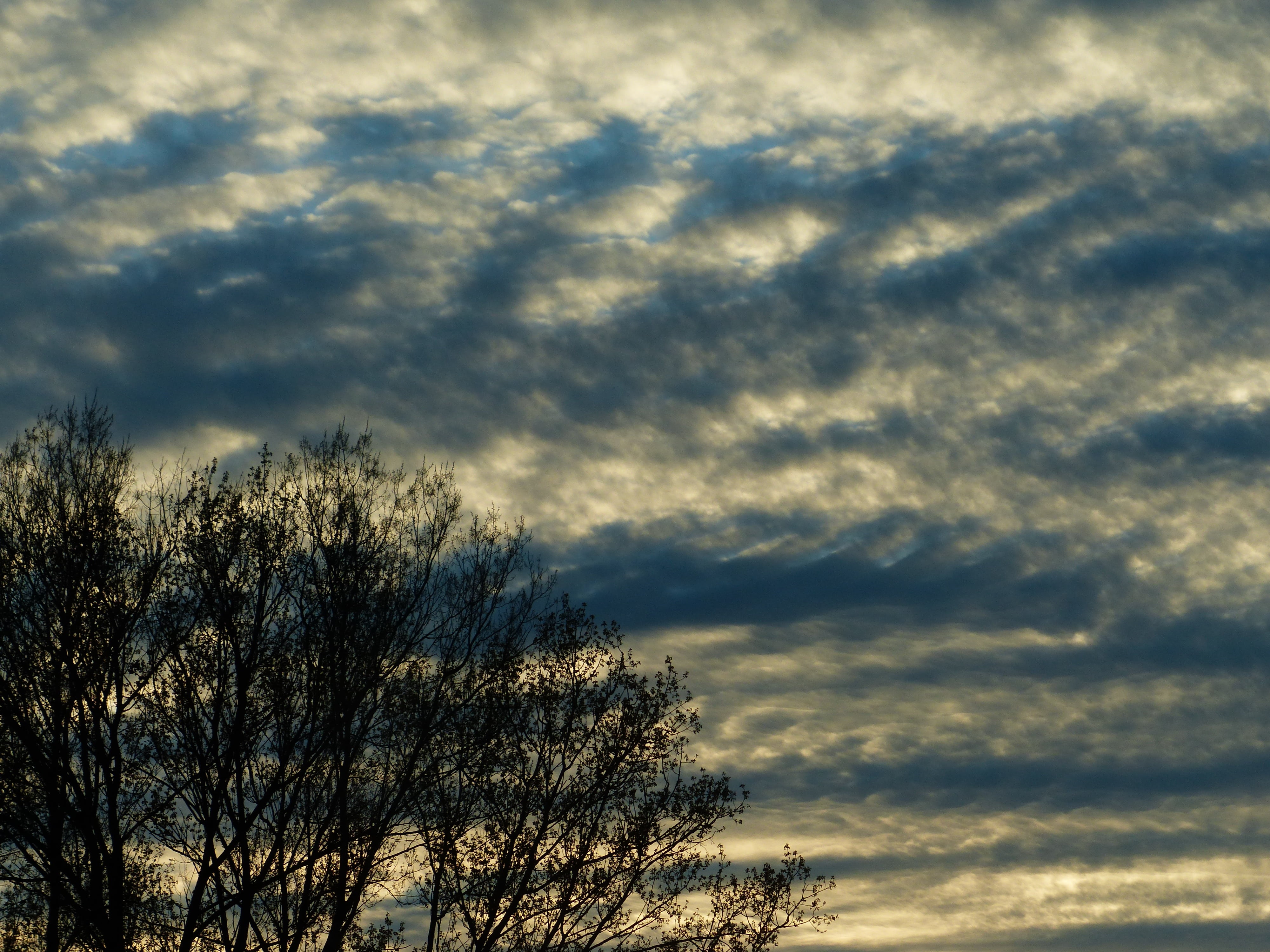sky, clouds, trees, cloud formation, mood, covered, even, dramatic