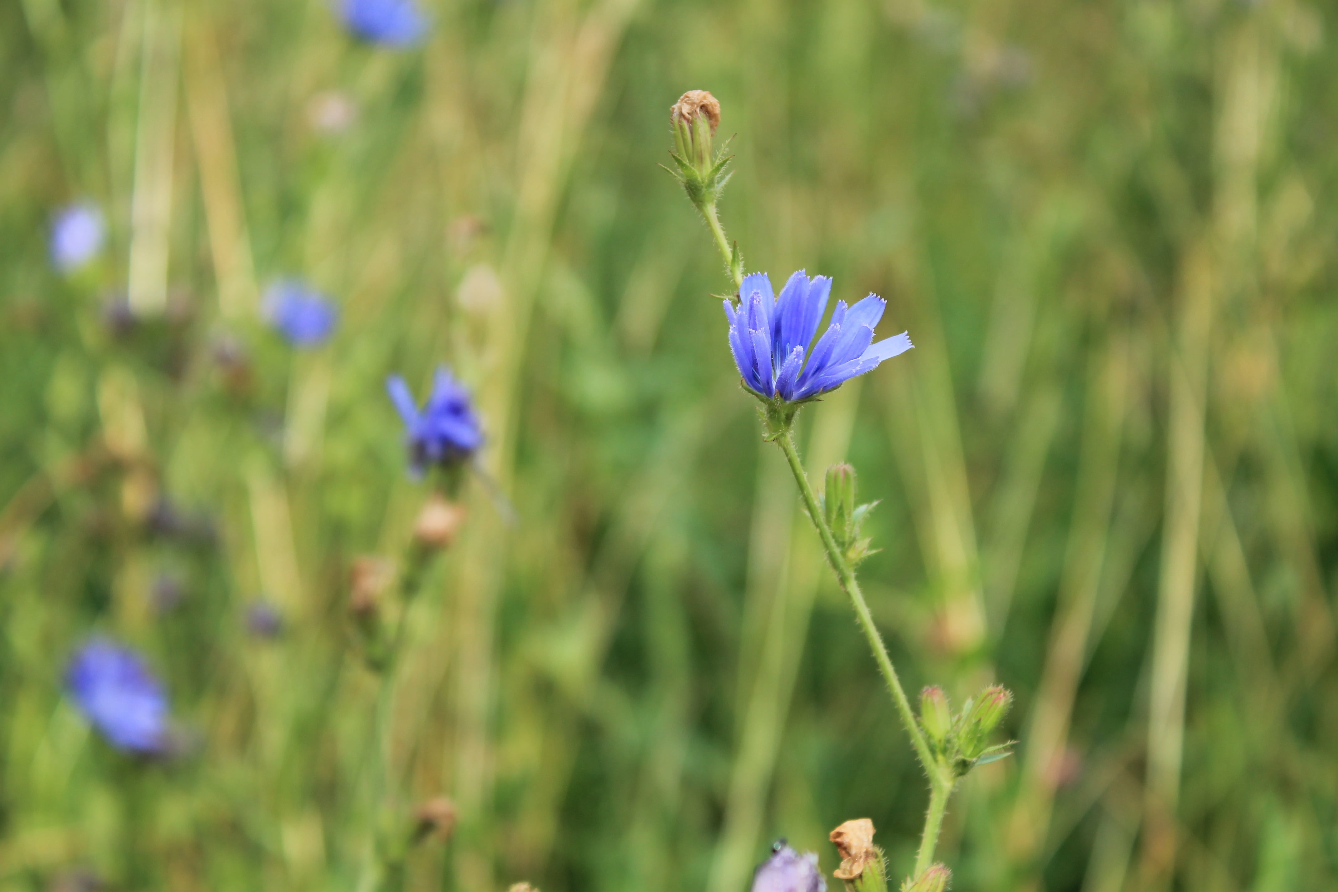 Free download | HD wallpaper: chicory, flower, wild flower, blossom ...