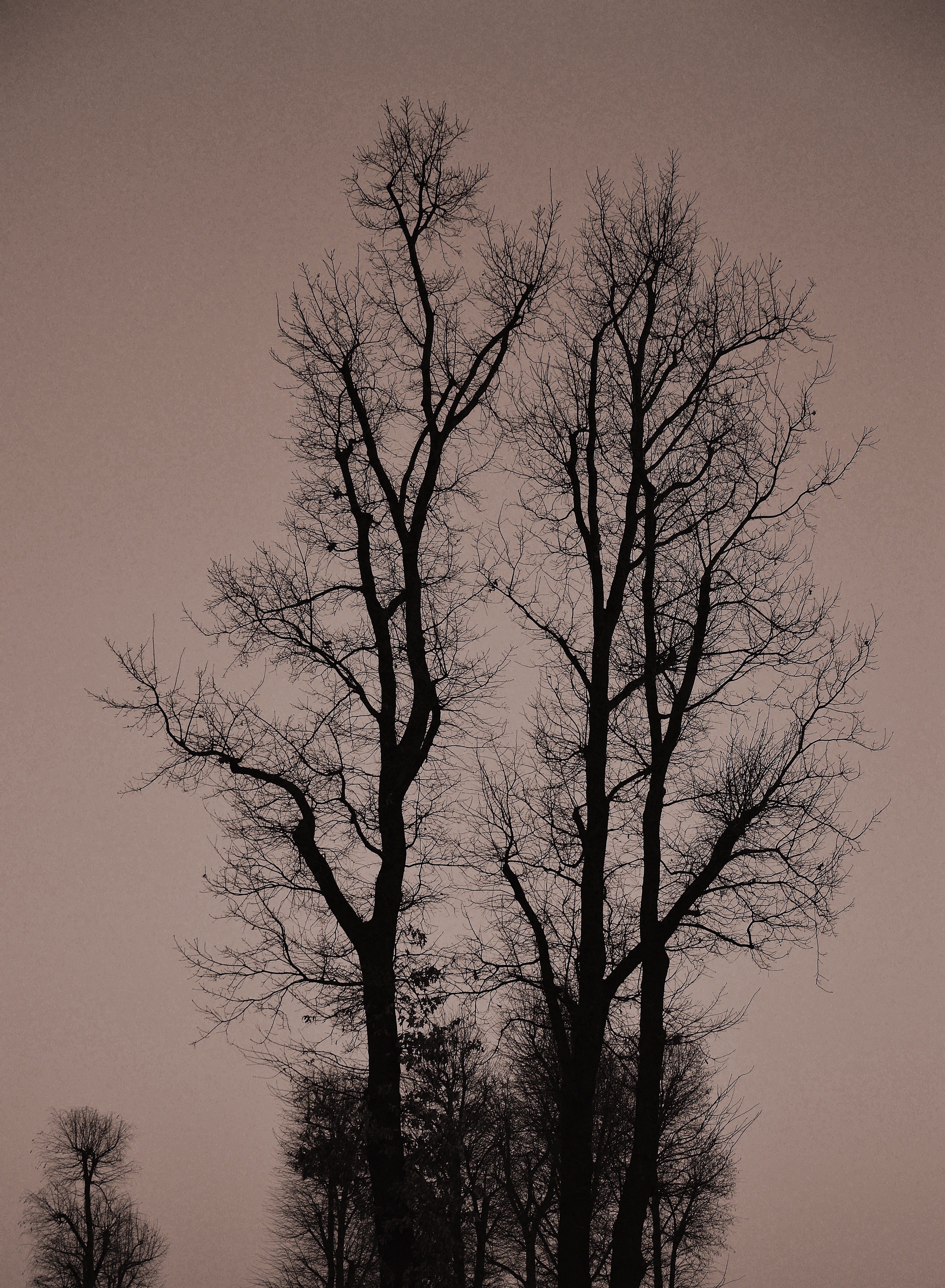 tree, sky, gradient, nature, plant, branches, evening, sunset