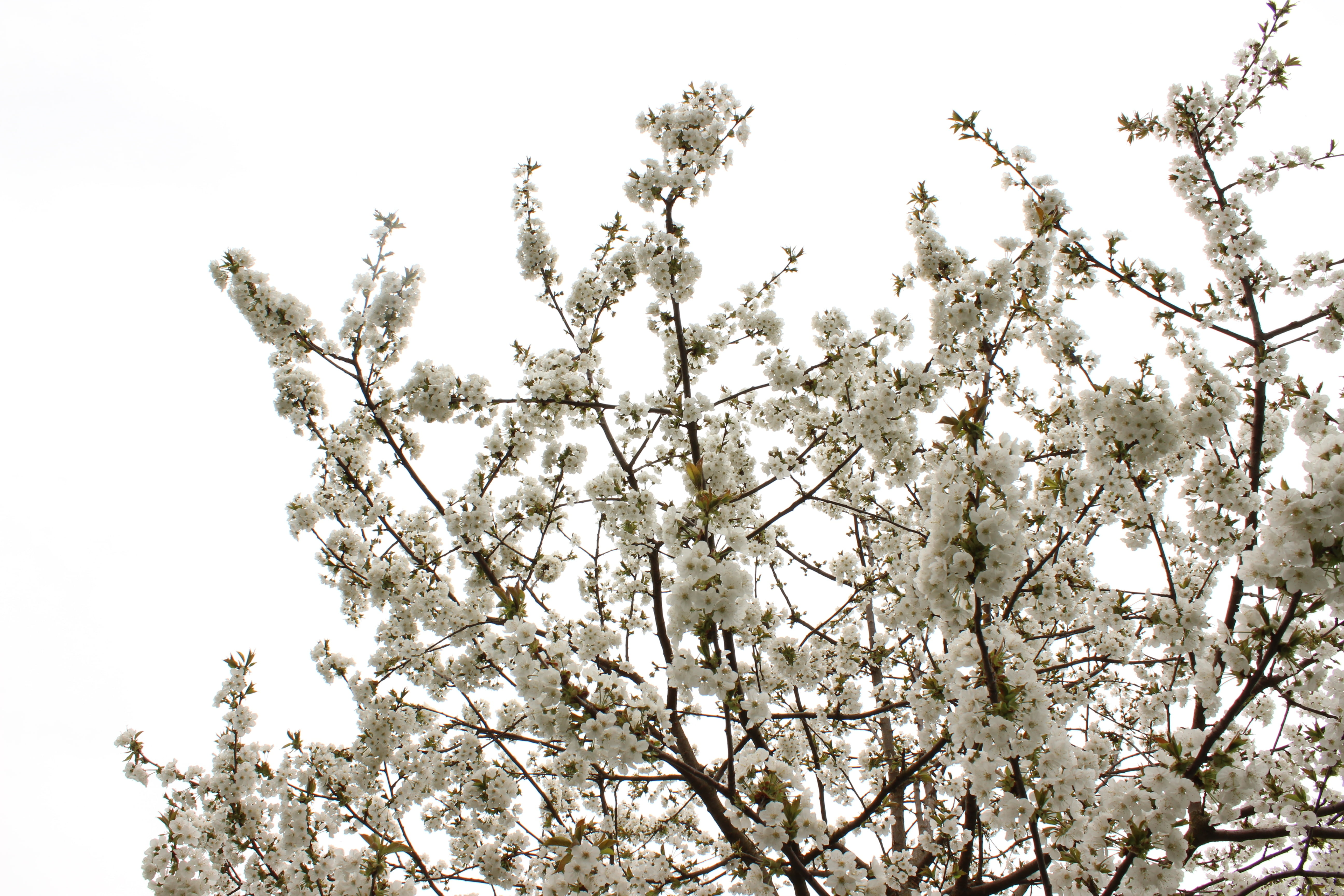 blossom, cherry, bloom, spring, tree, cherry blossom, plant