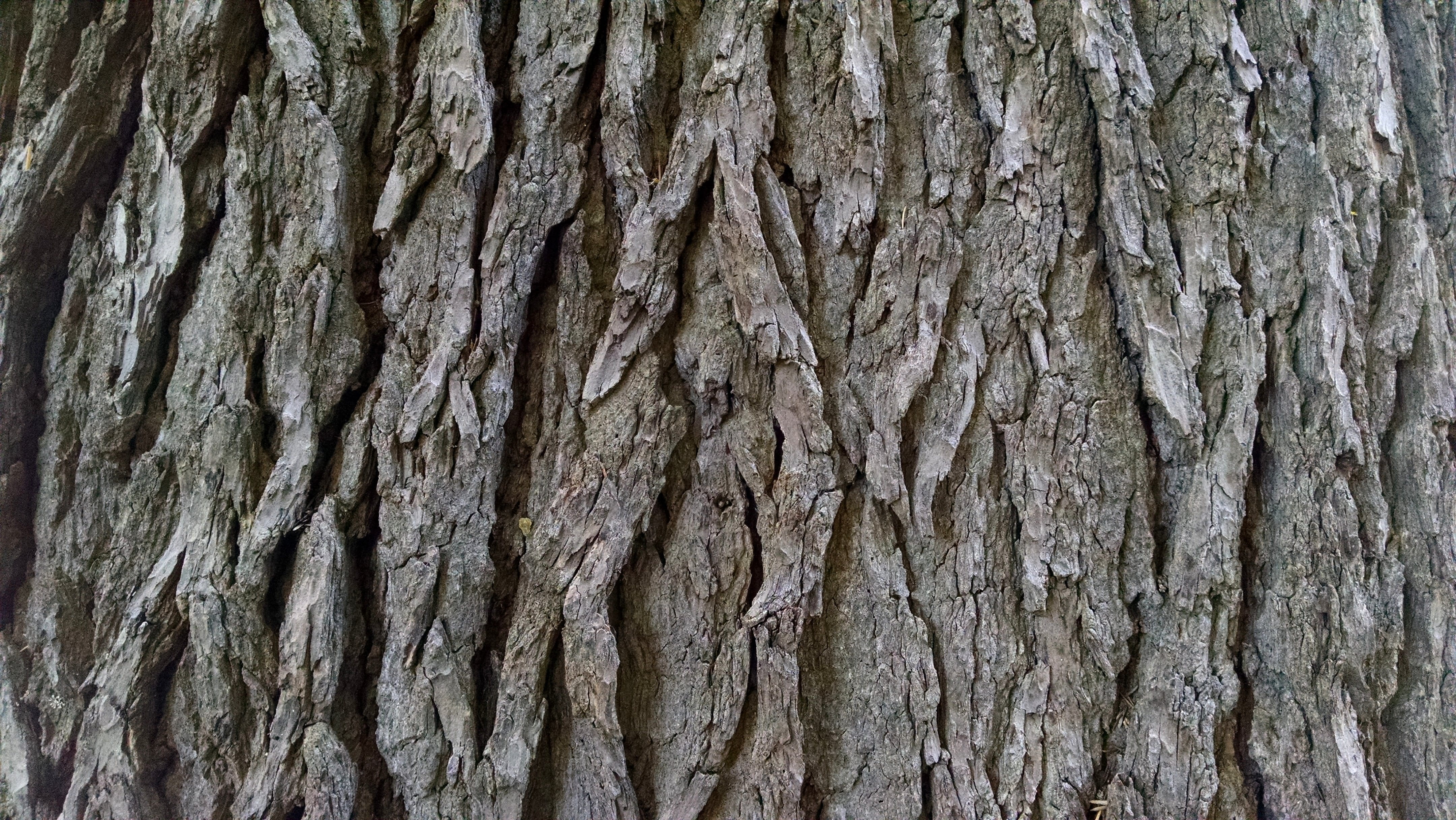 Bark, Tree, Texture, Background, Pine, rough, tree trunk, textured