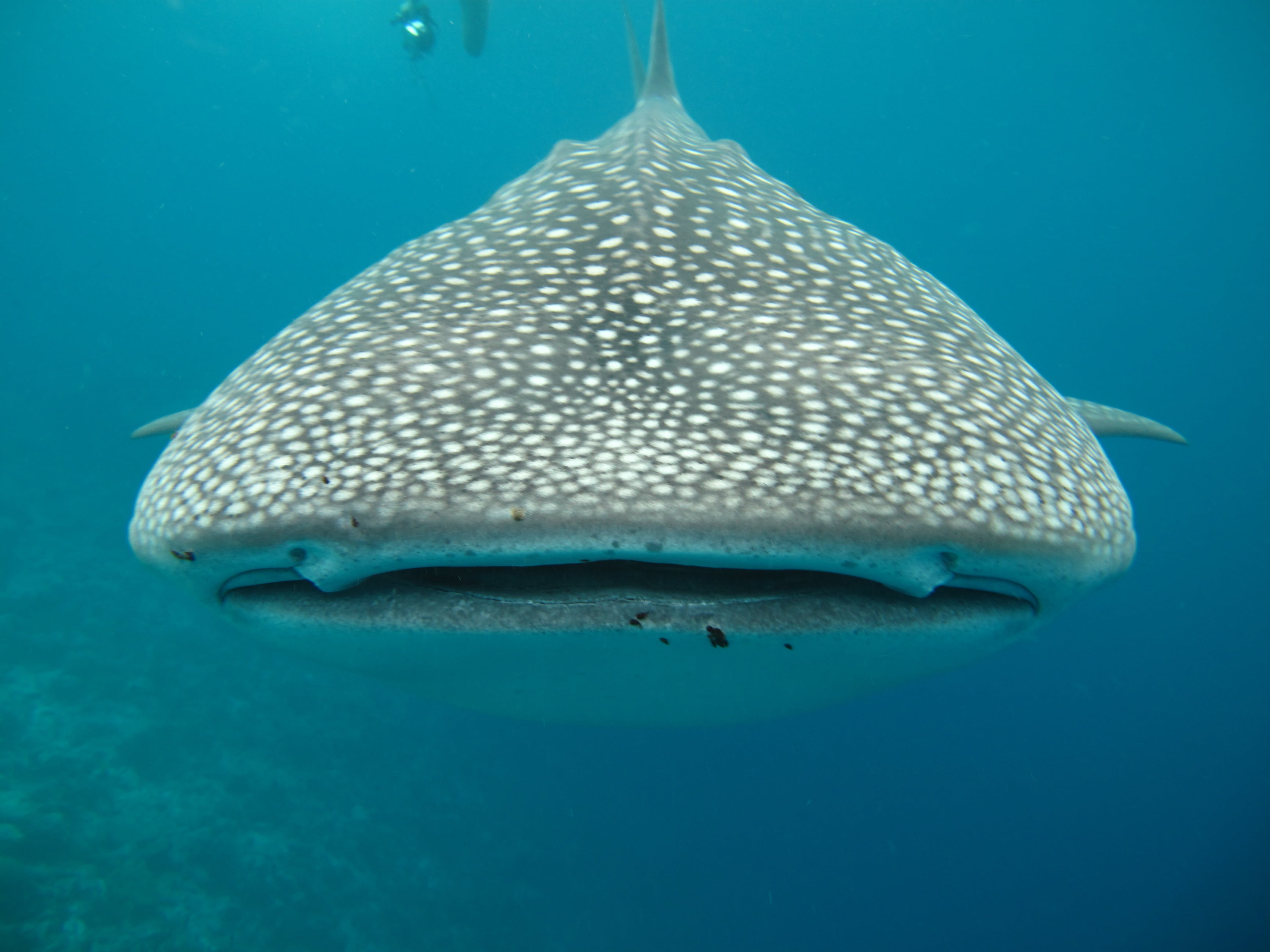 gray and white whale shark in body of water, maldives, sea, fish