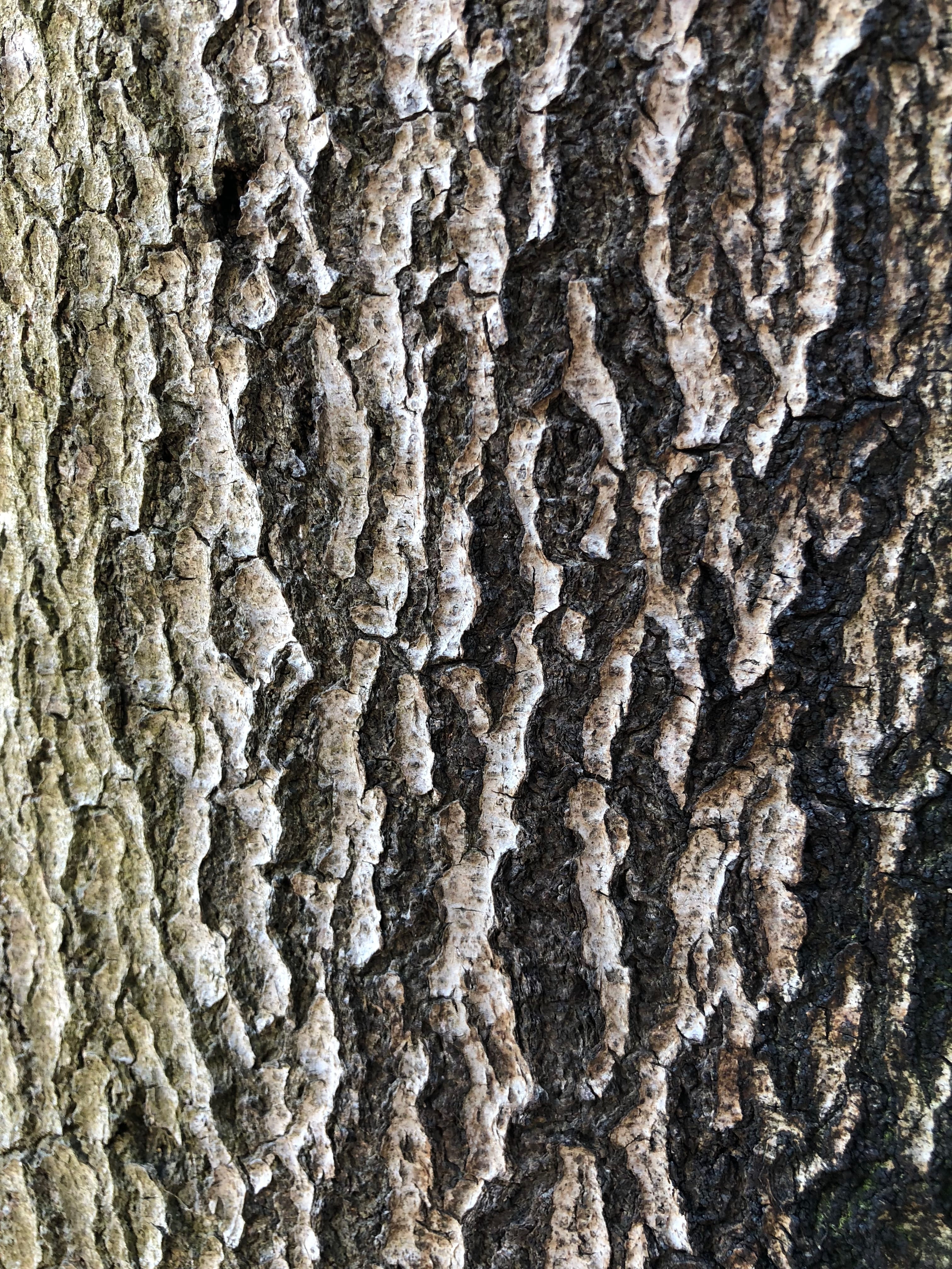 pattern, bark, wood, rough, tree, nature, dry, texture, full frame