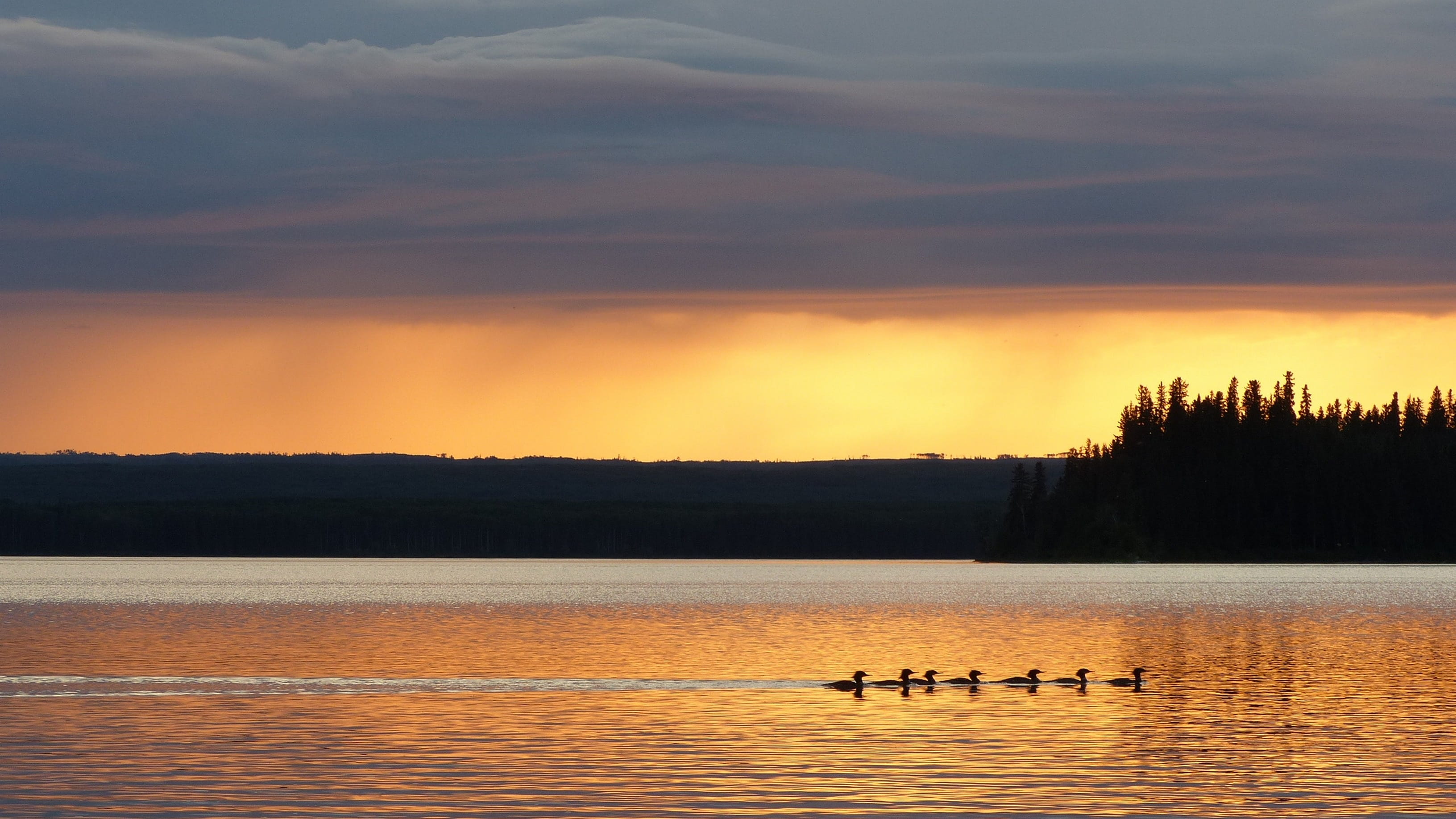 ducks, sunset, lake, reflection, saskatchewan, water, sky, beauty in nature