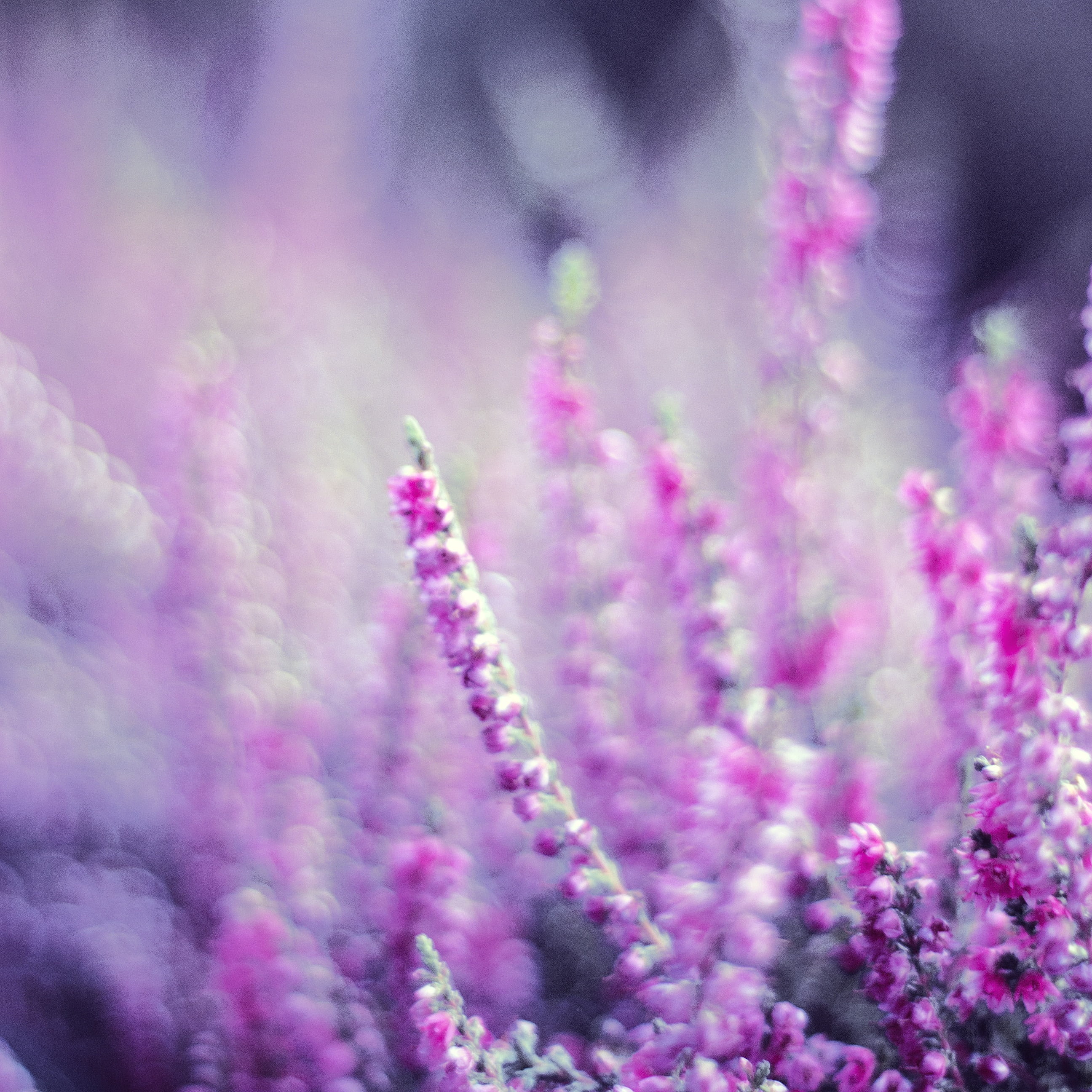 Free download | HD wallpaper: bokeh photography of purple flowers