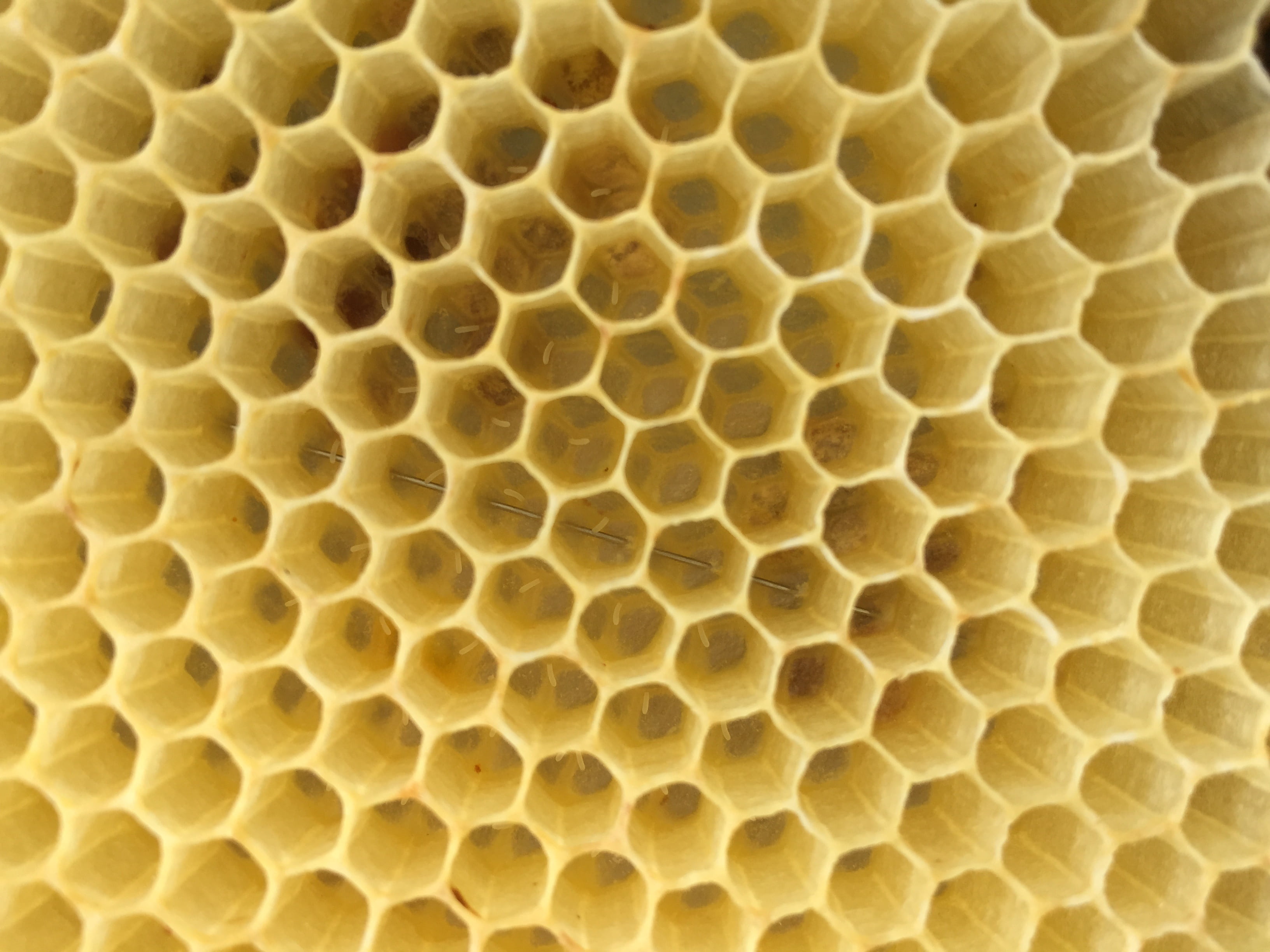 shallow focus photo of bee hive, bees, eggs, honeycomb, hexagon