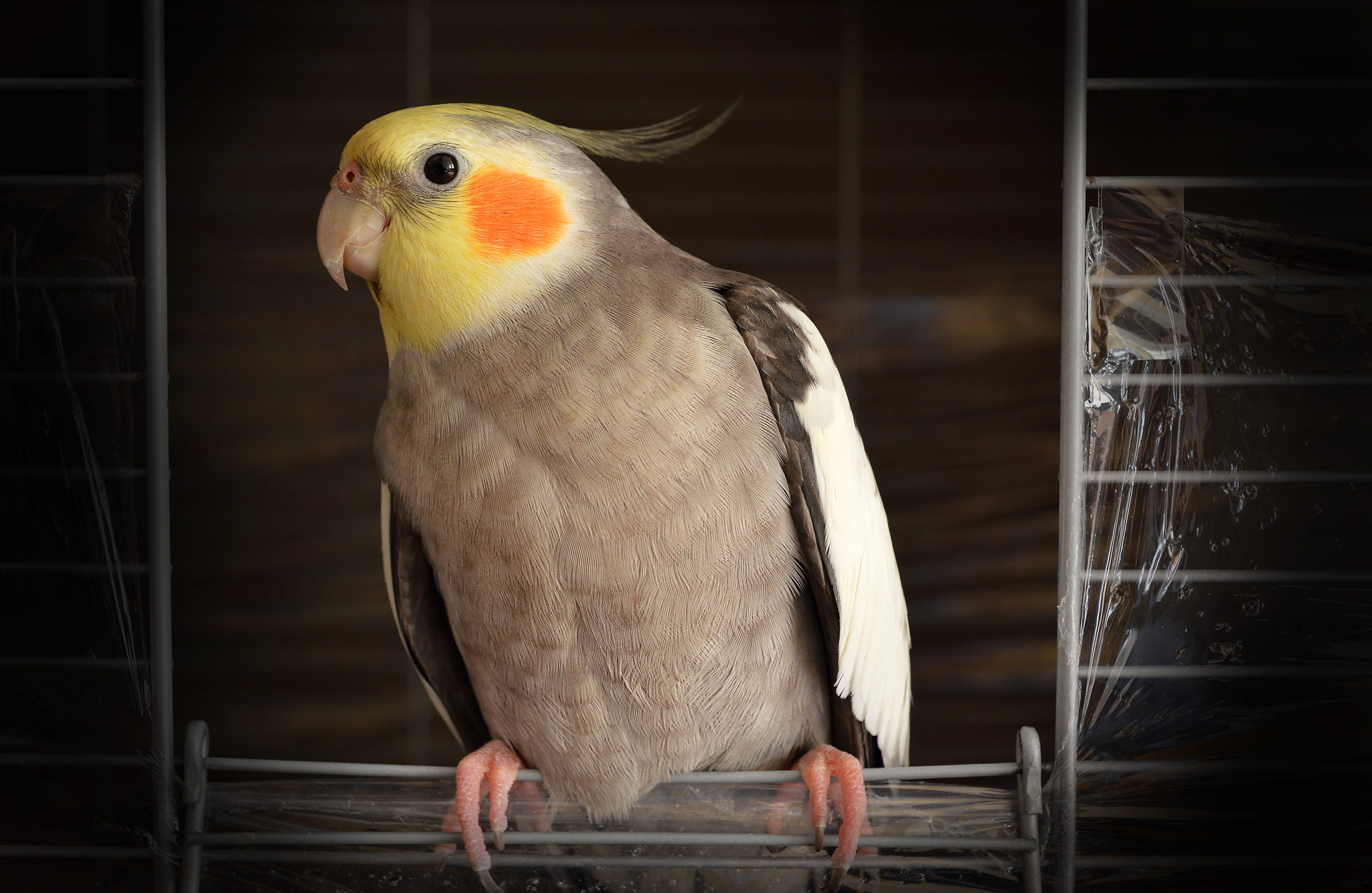 cockatiel on wire bird cage, grey and white cockatiel, pet, wing