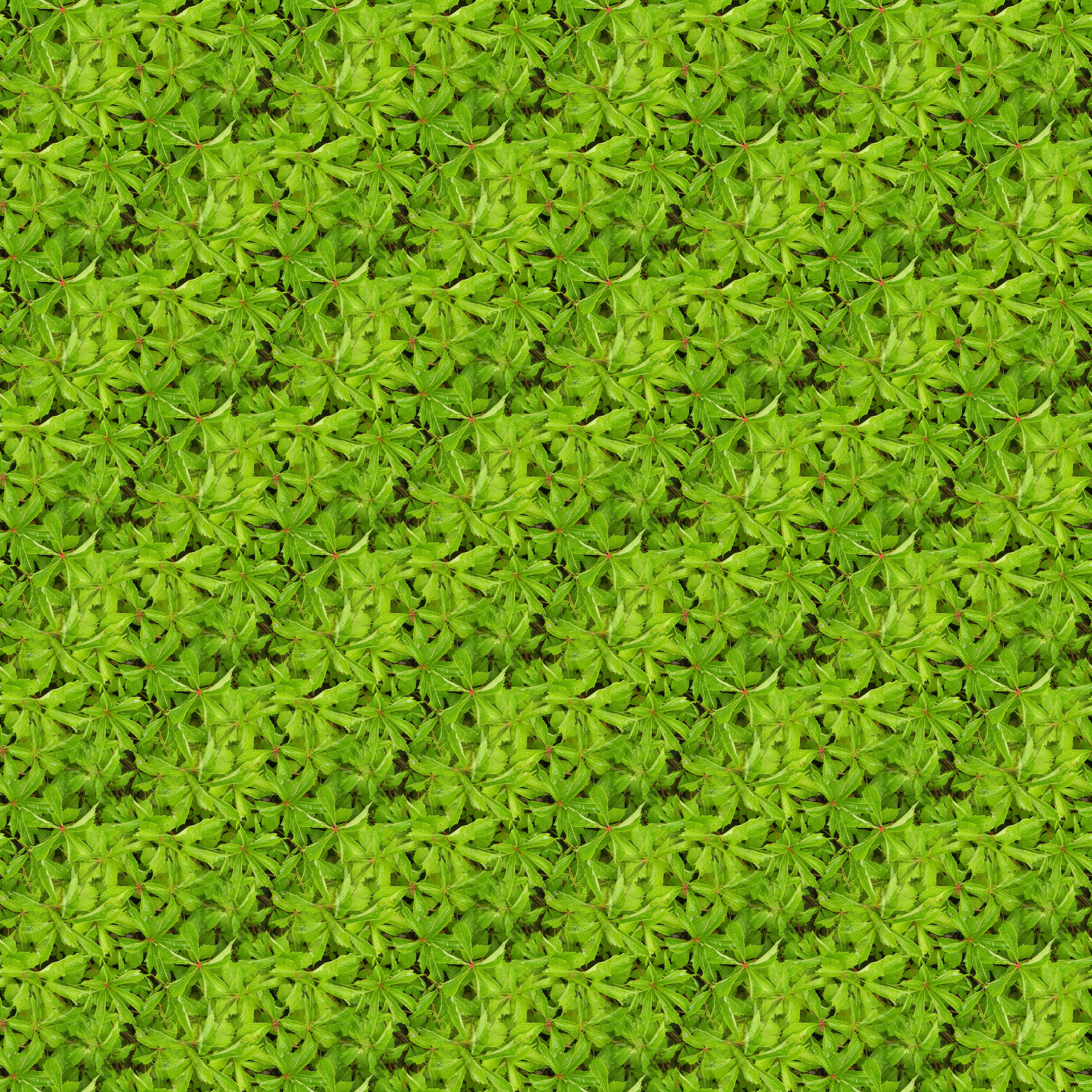 texture, seamless, plants, pattern, green color, full frame