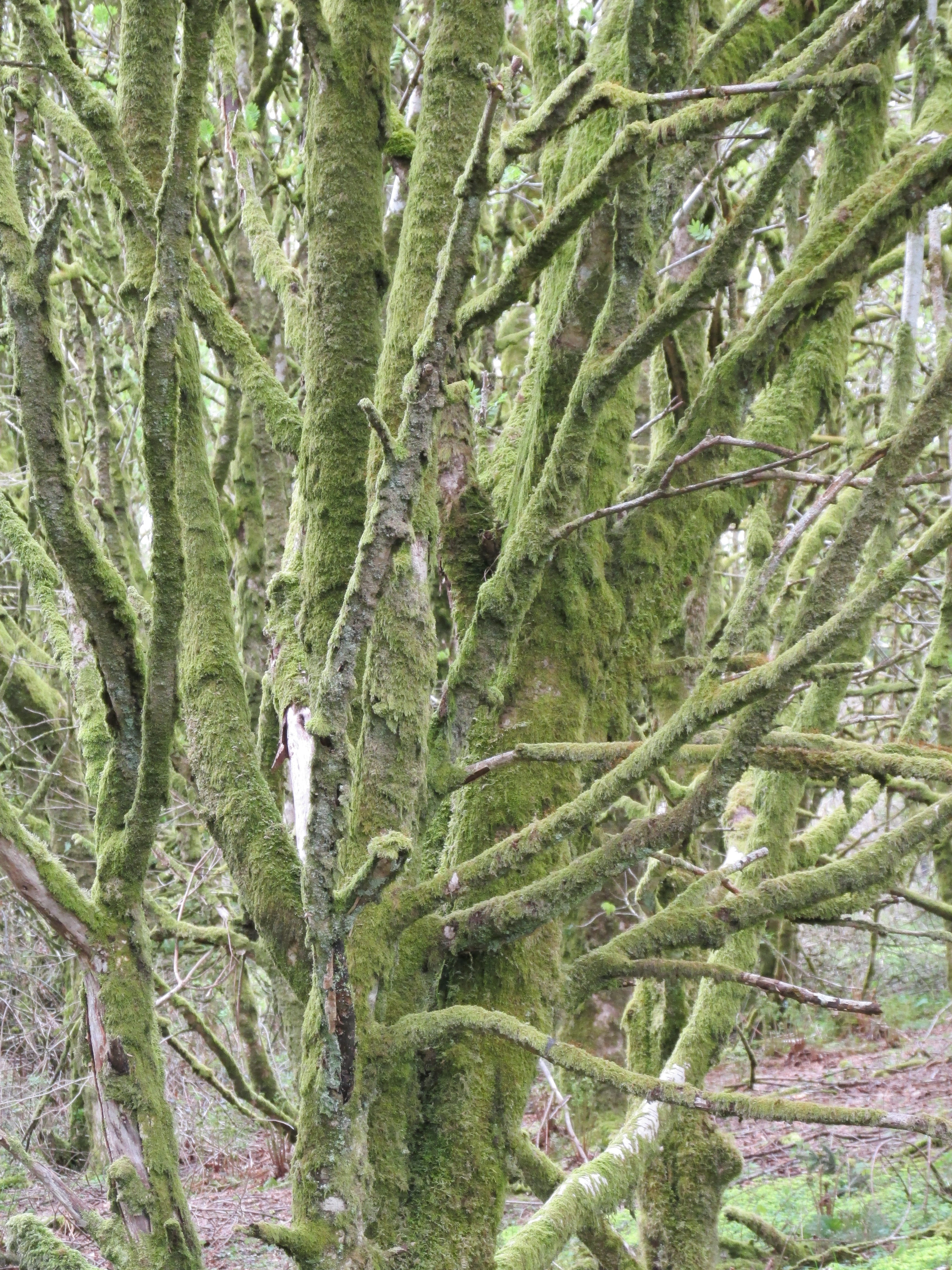Tree, Moss, Branches, Jungle, Rainforest, natural, environment