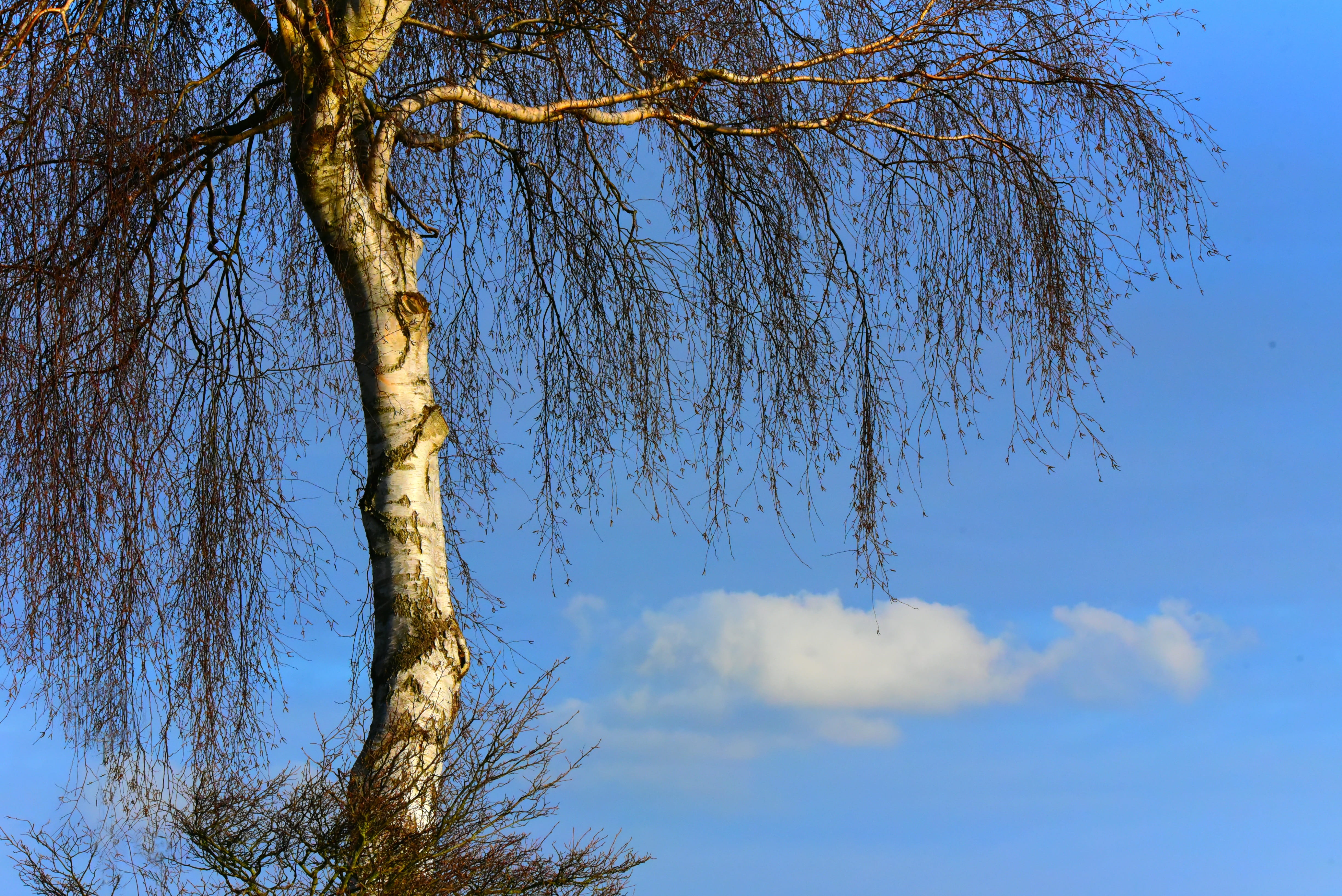birch tree, trunk, branches, white bark, bare, blue skies, cloud