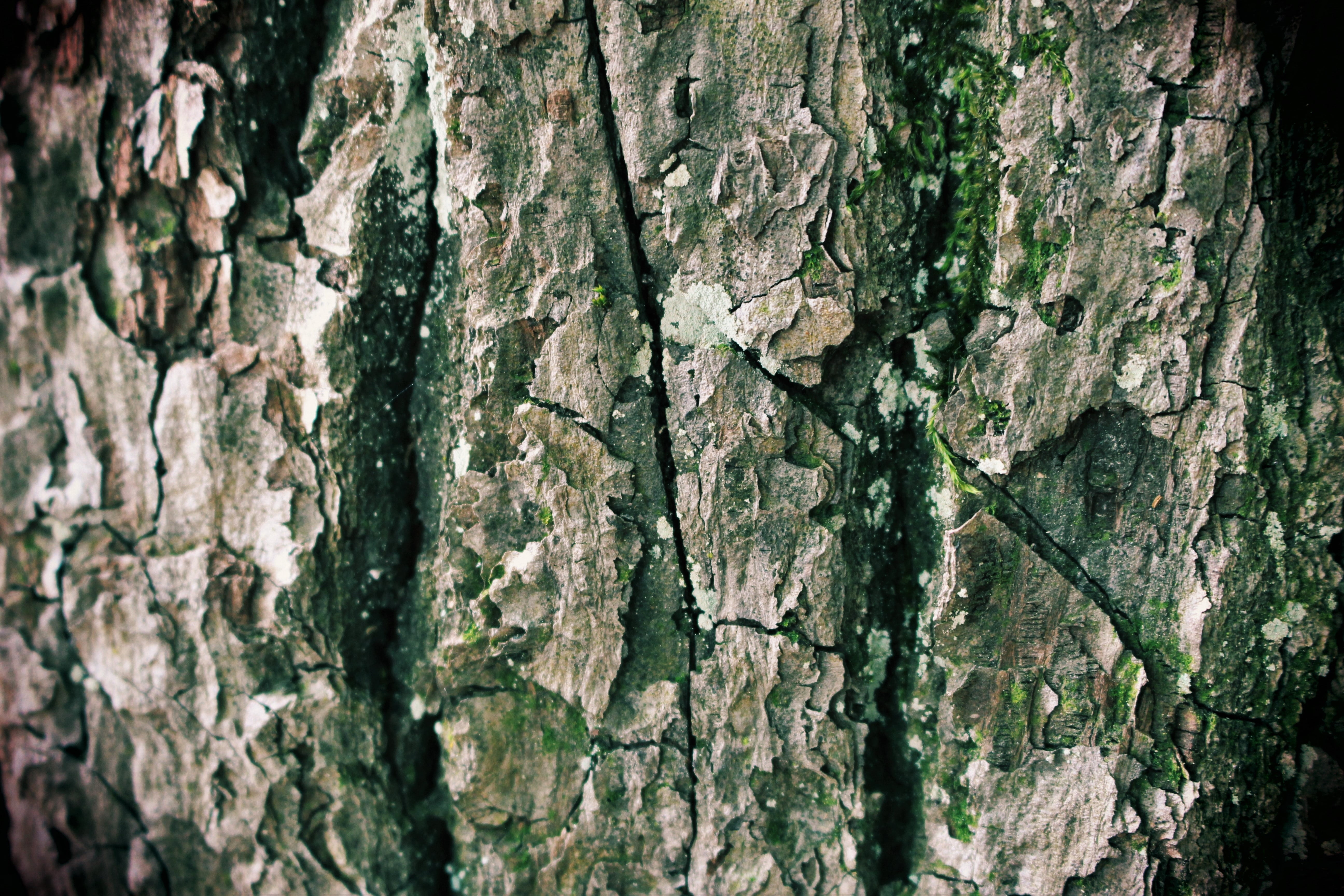 tree bark, forest, structure, textured, trunk, tree trunk, close-up