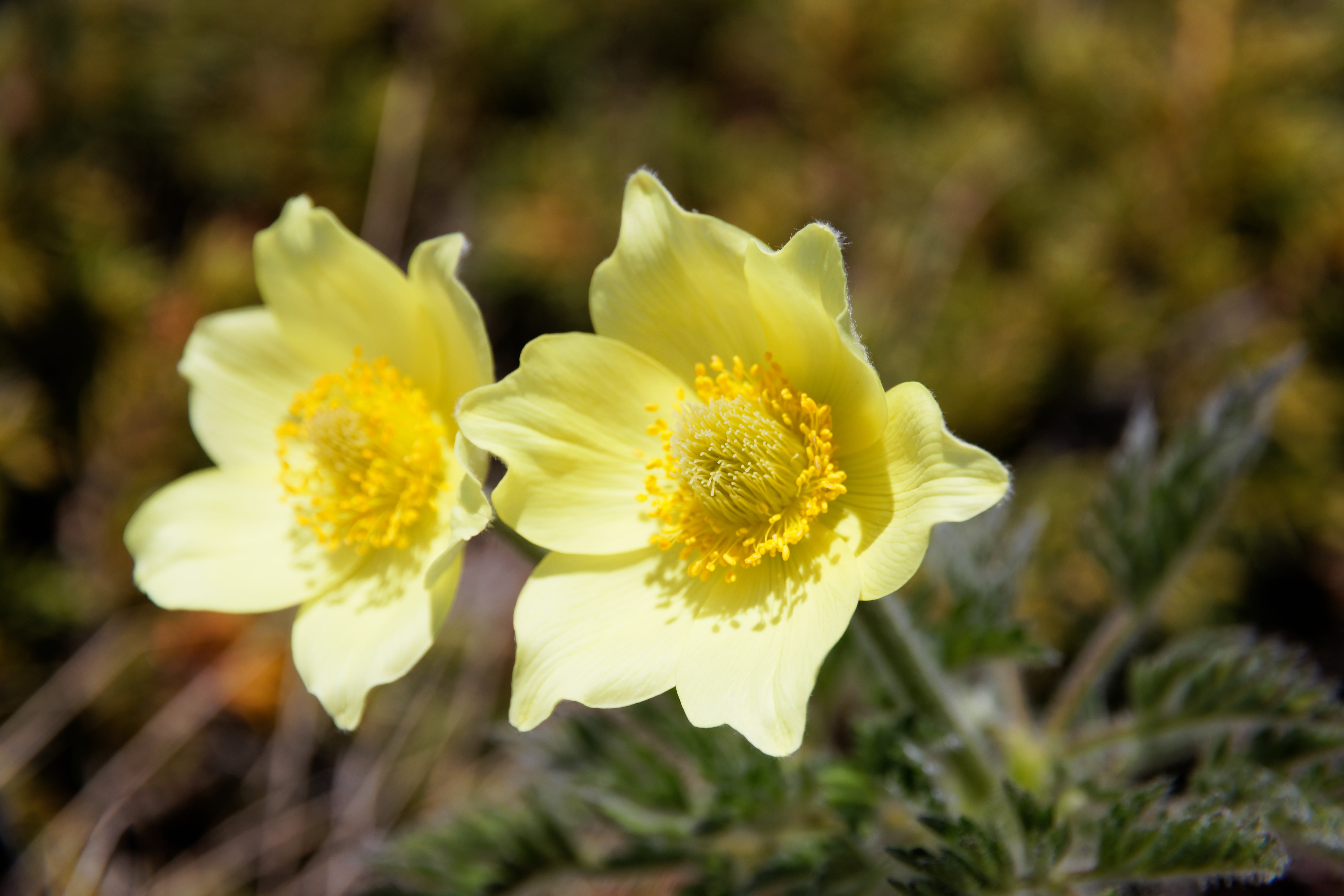 sulfur-anemone, yellow pulsatilla alpina, pulsatilla alpina subsp