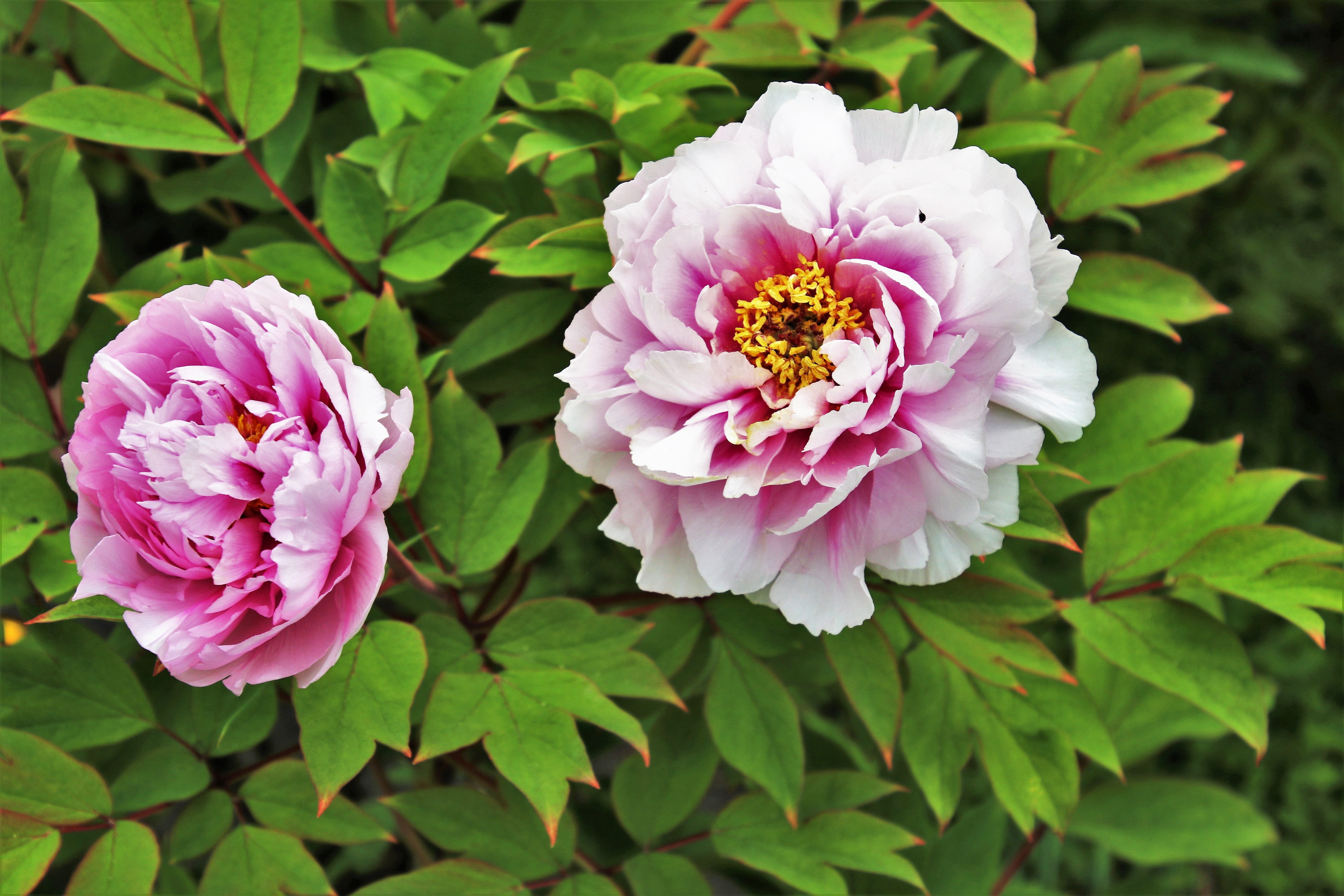 two pink peony flowers, spring, may, plant, nature, garden, leaf