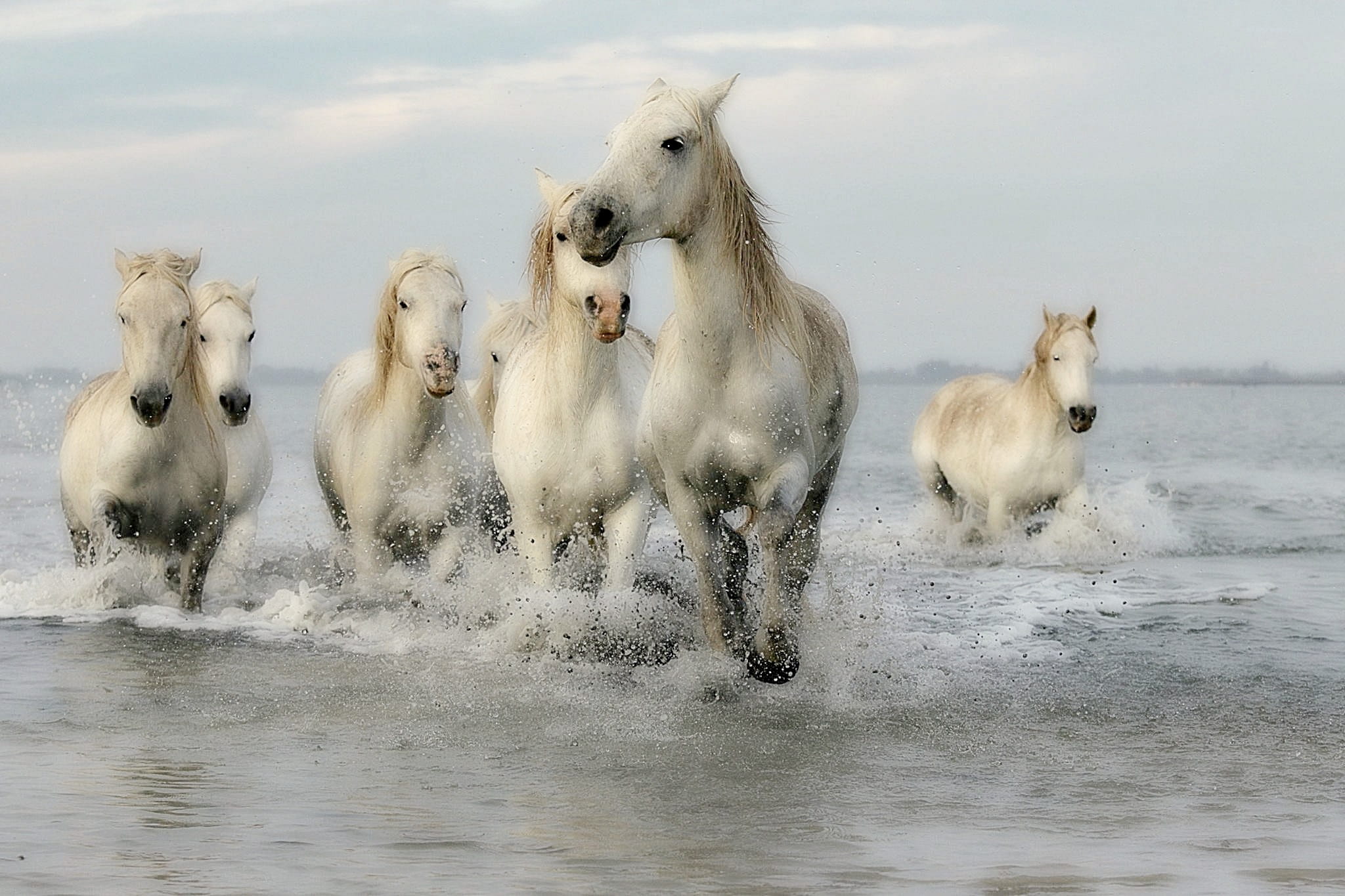 seven white horse running across the water, horses, mane, horseback riding