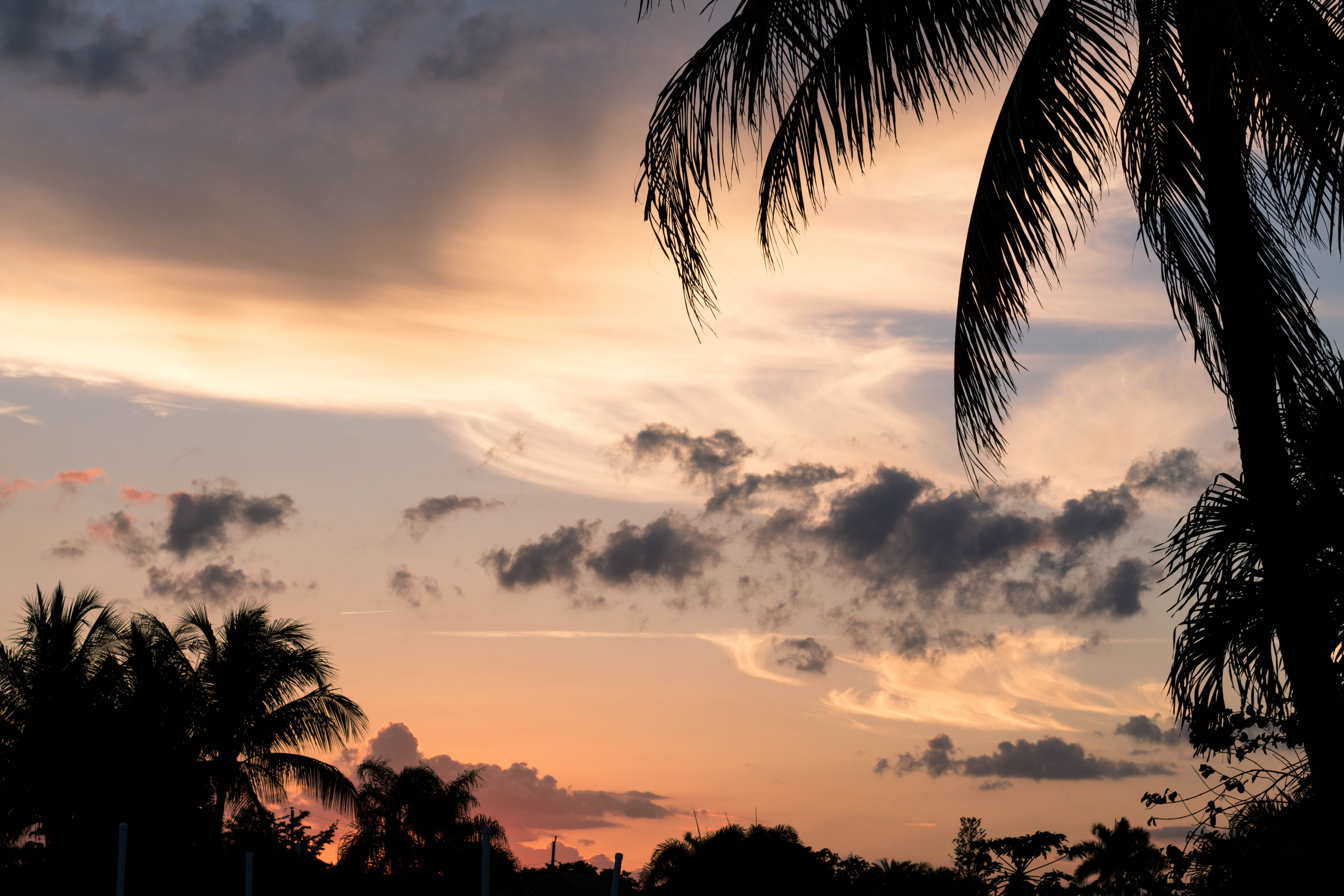 sunset, palms, clouds, sky, tree, scenics - nature, cloud - sky