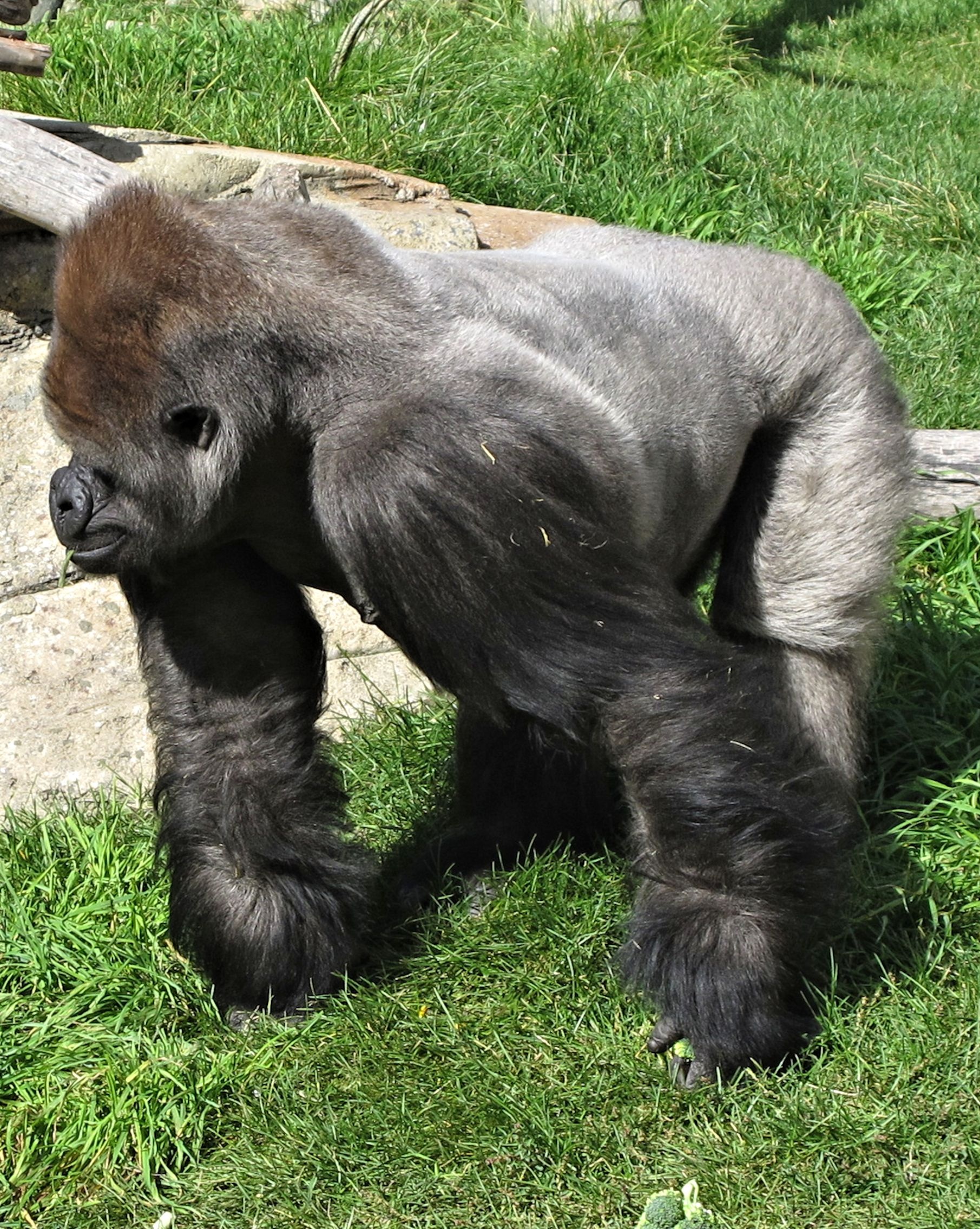 silverback, gorilla, calgary, zoo, canada, ape, primate, monkey