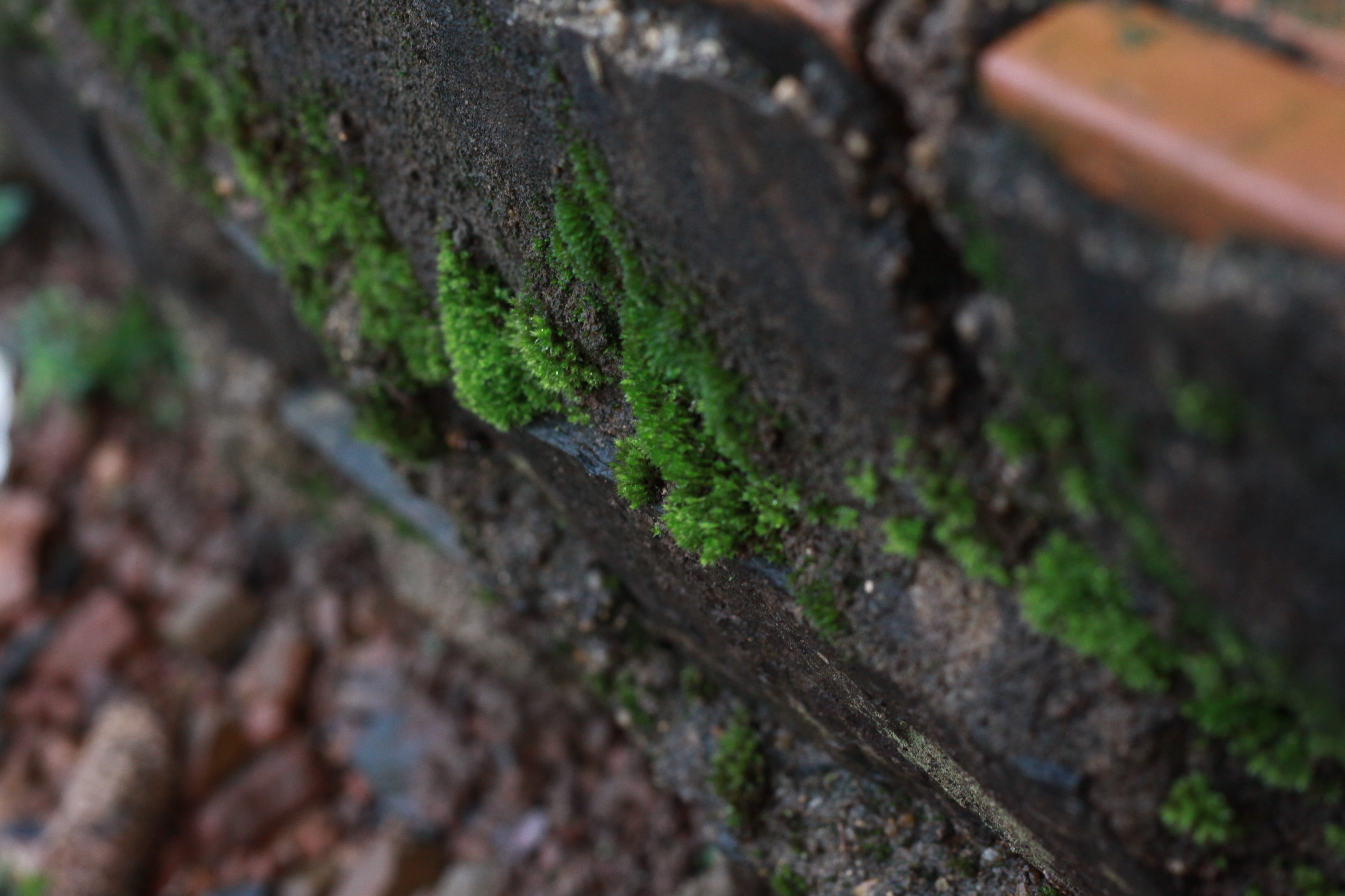 moss, green, texture, tree, macro, wet, plant, selective focus