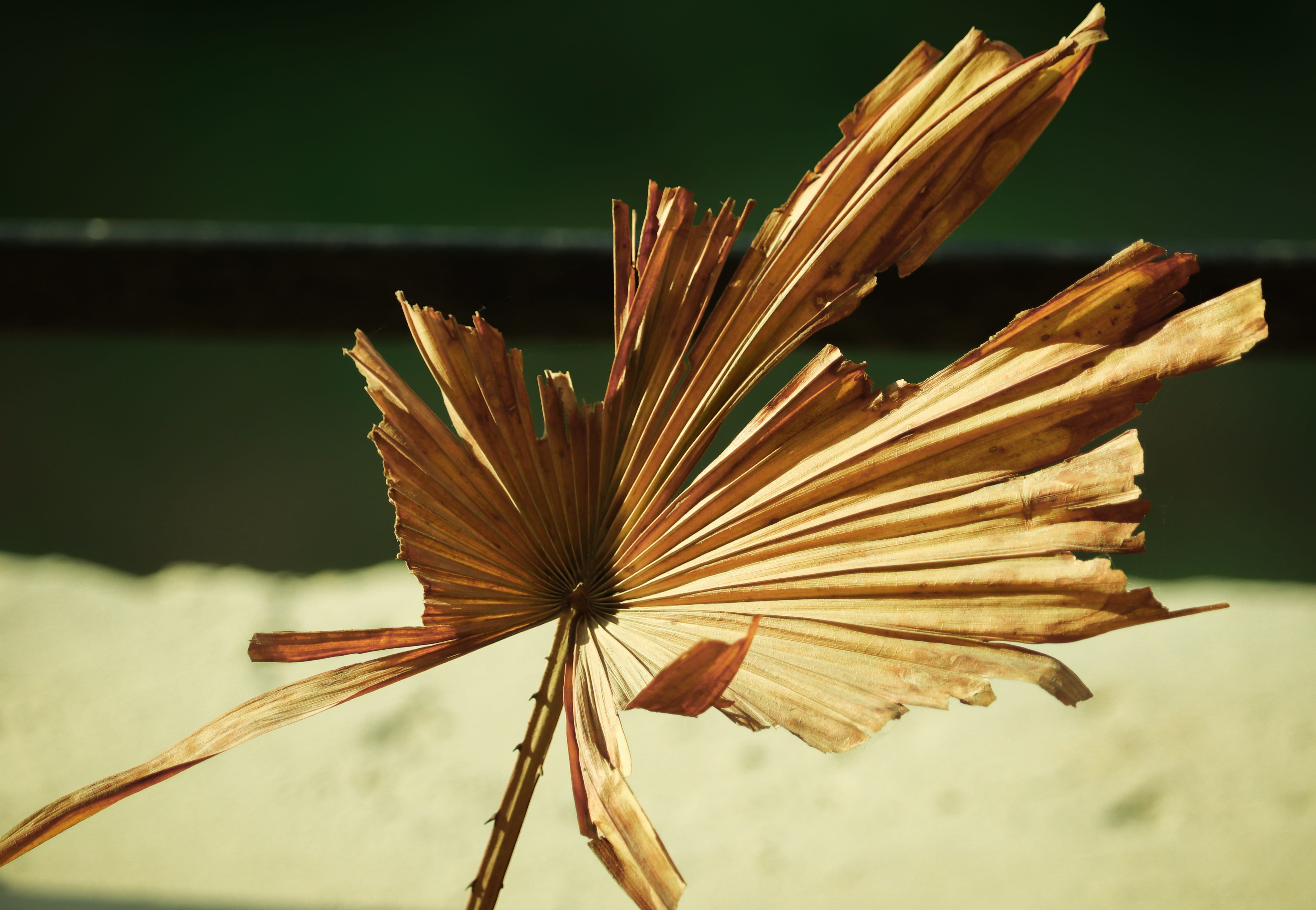 mustardleaf, shapeandsize, close-up, vulnerability, fragility