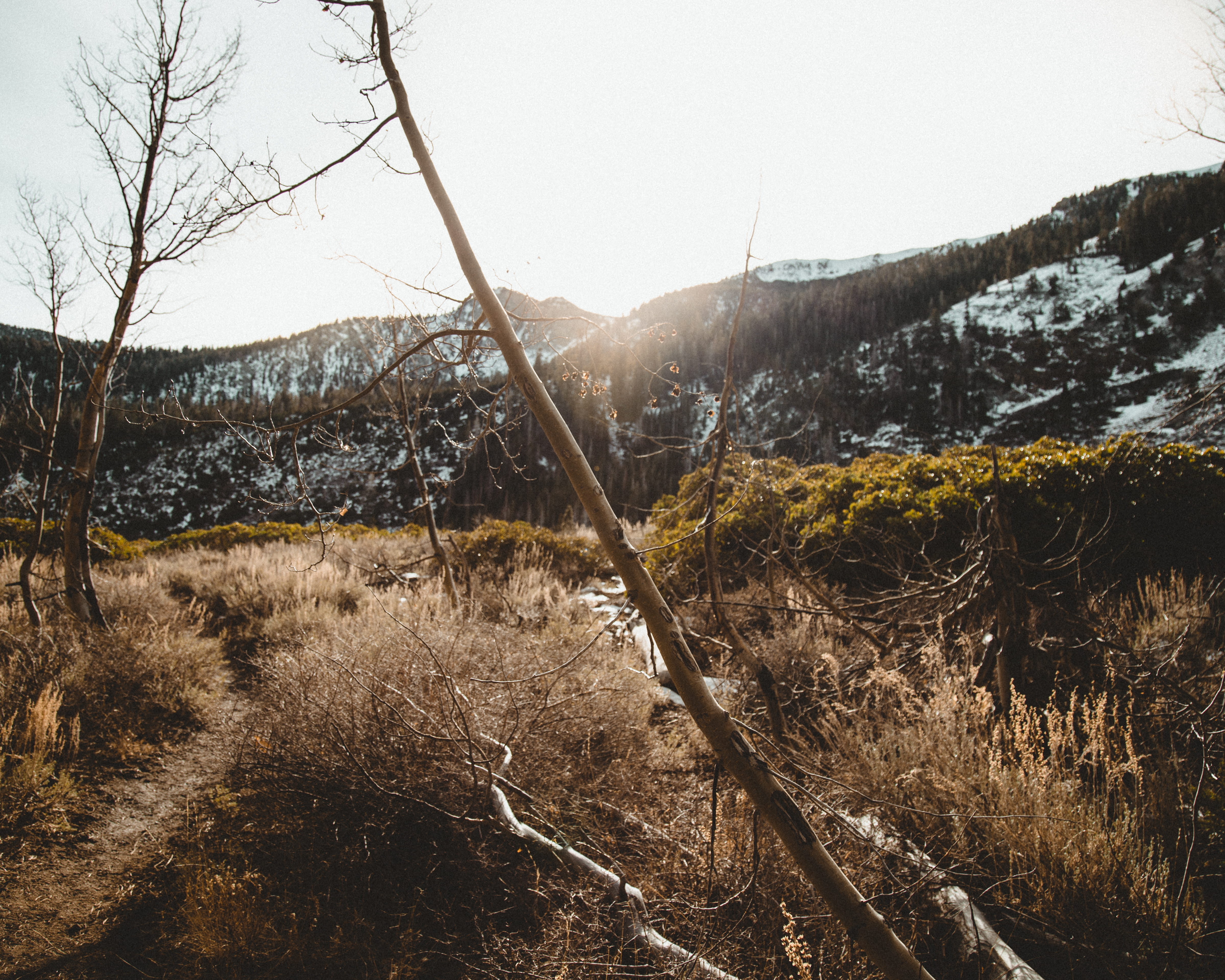 bare tree with mountain background, mountain surrounded trees