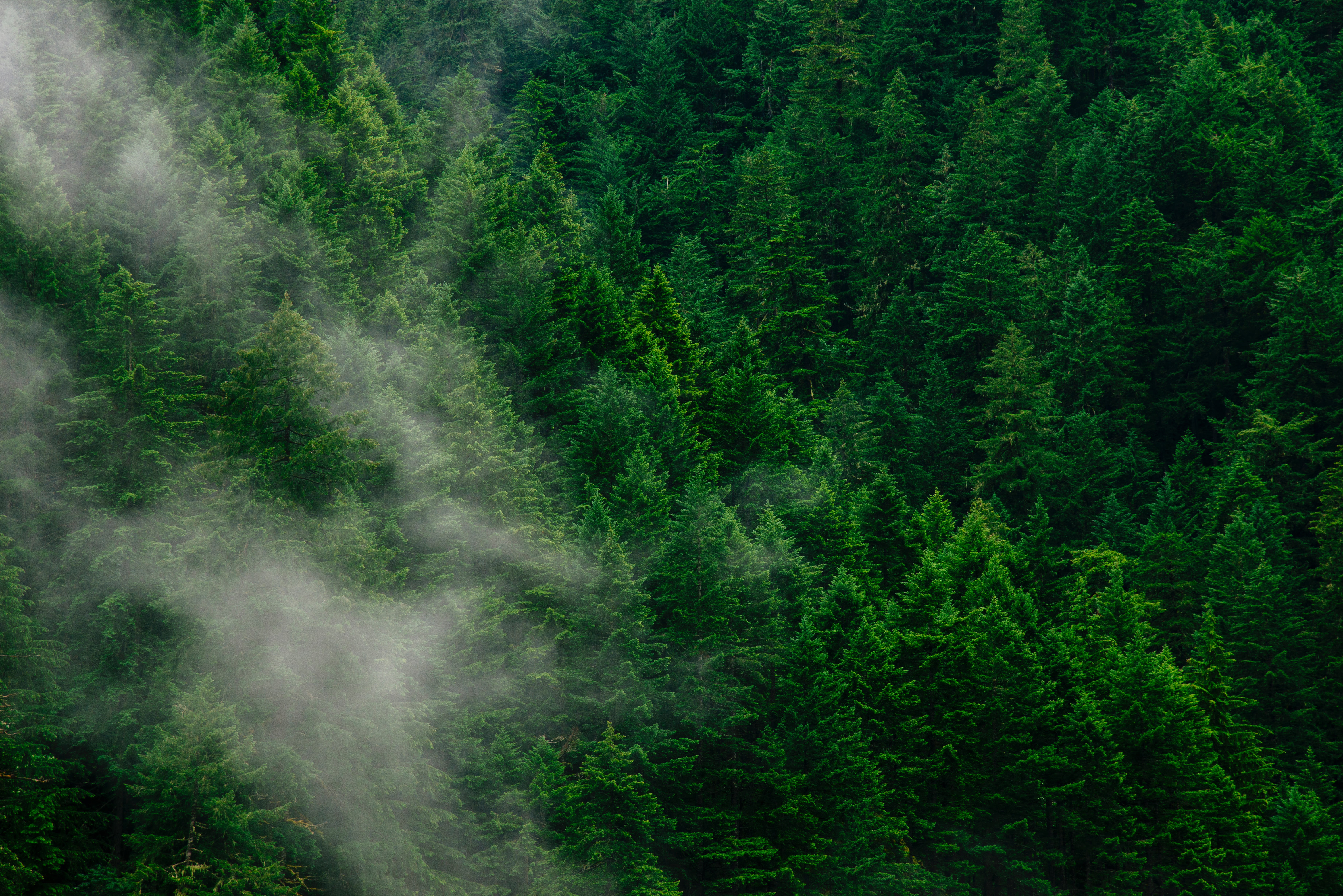 aerial photo of forest, trees, fog, green, nature, clouds, aesthetic