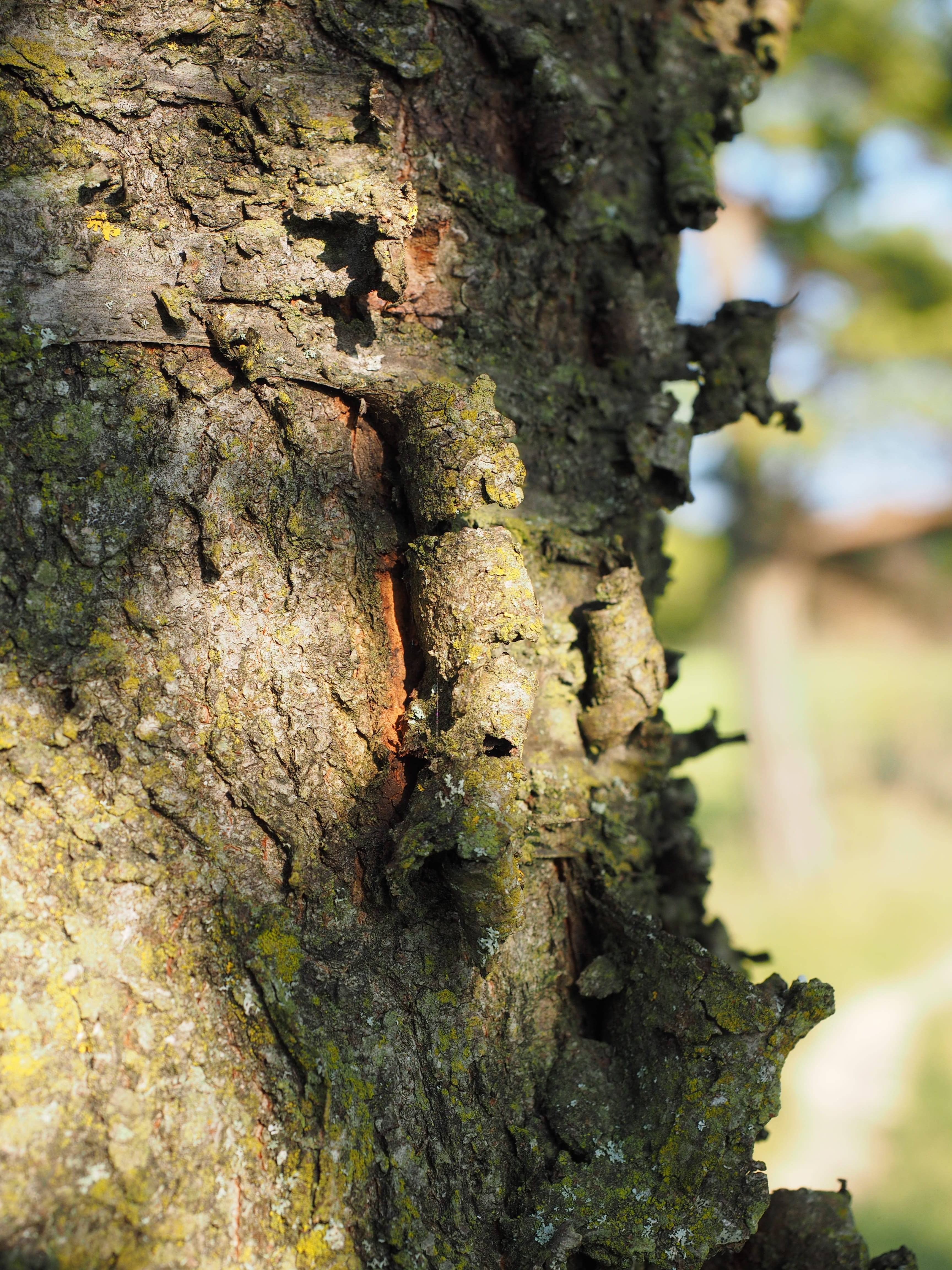 Bark, Cherry, Cherry, ringelborke, cherry bark, tree bark, log