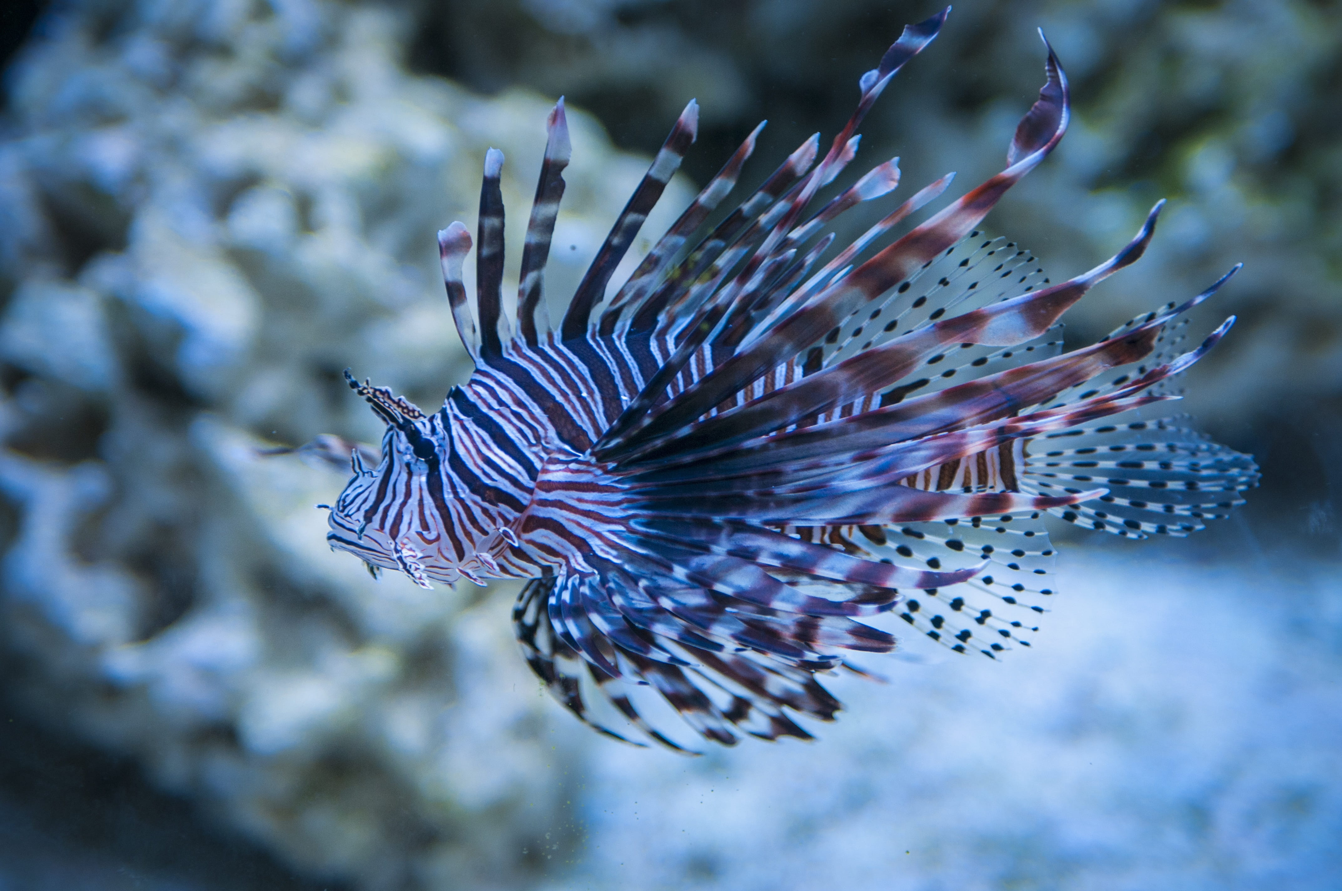 Free download | HD wallpaper: white and black fish, lion fish, lionfish