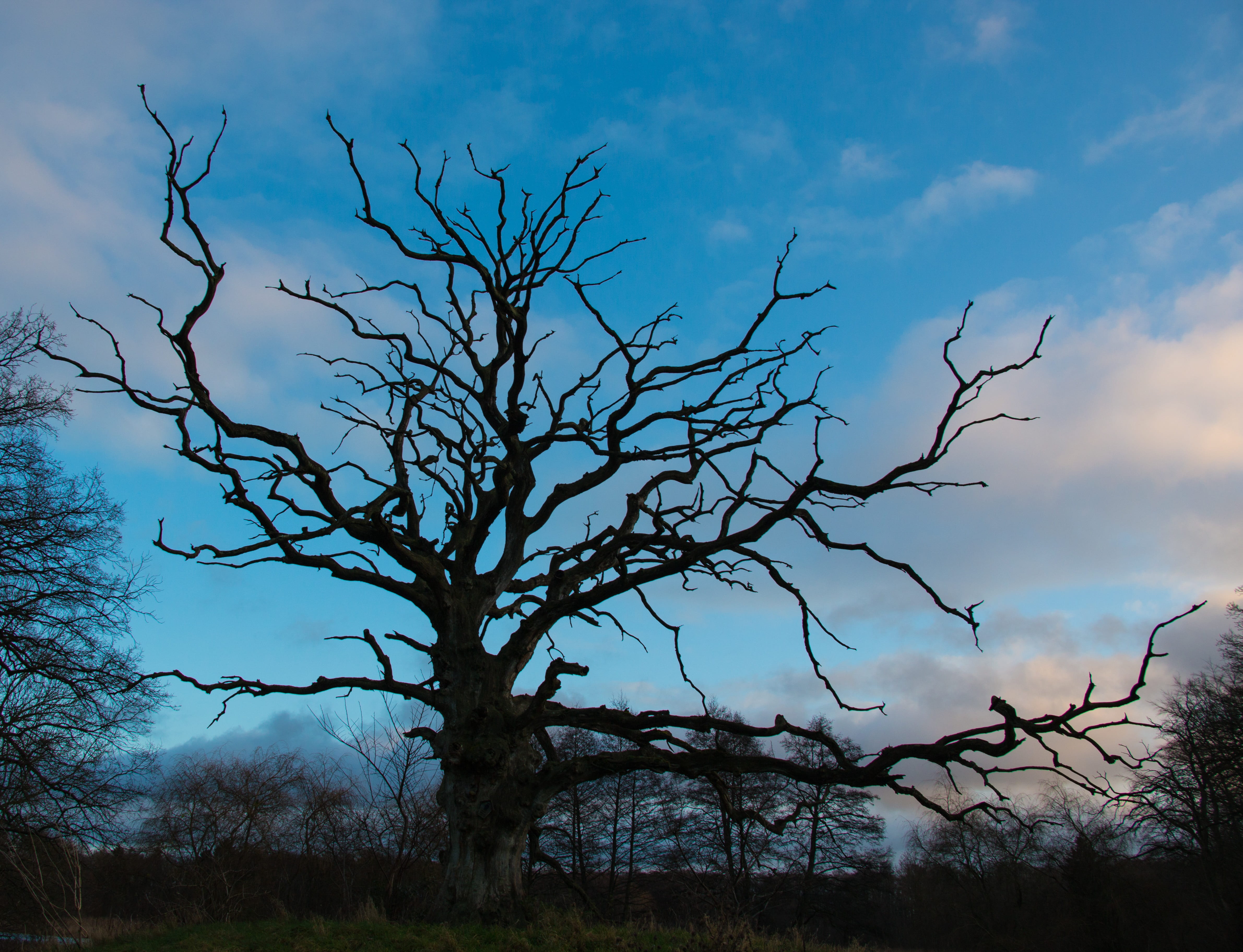 nature, park, tree, plant, environment, bare tree, sky, cloud - sky