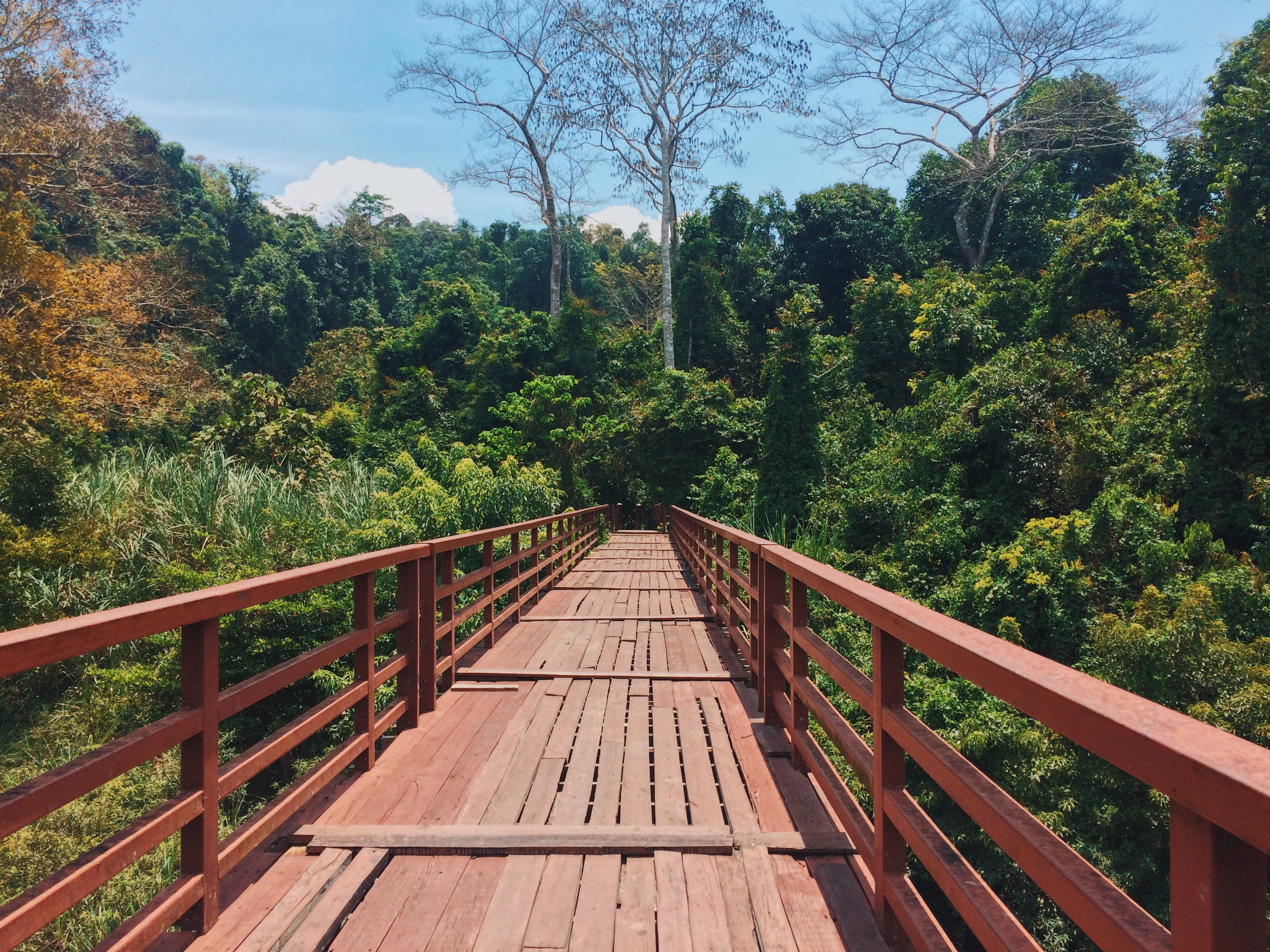 Red Bridge Through a Forest, clouds, daylight, environment, footbridge