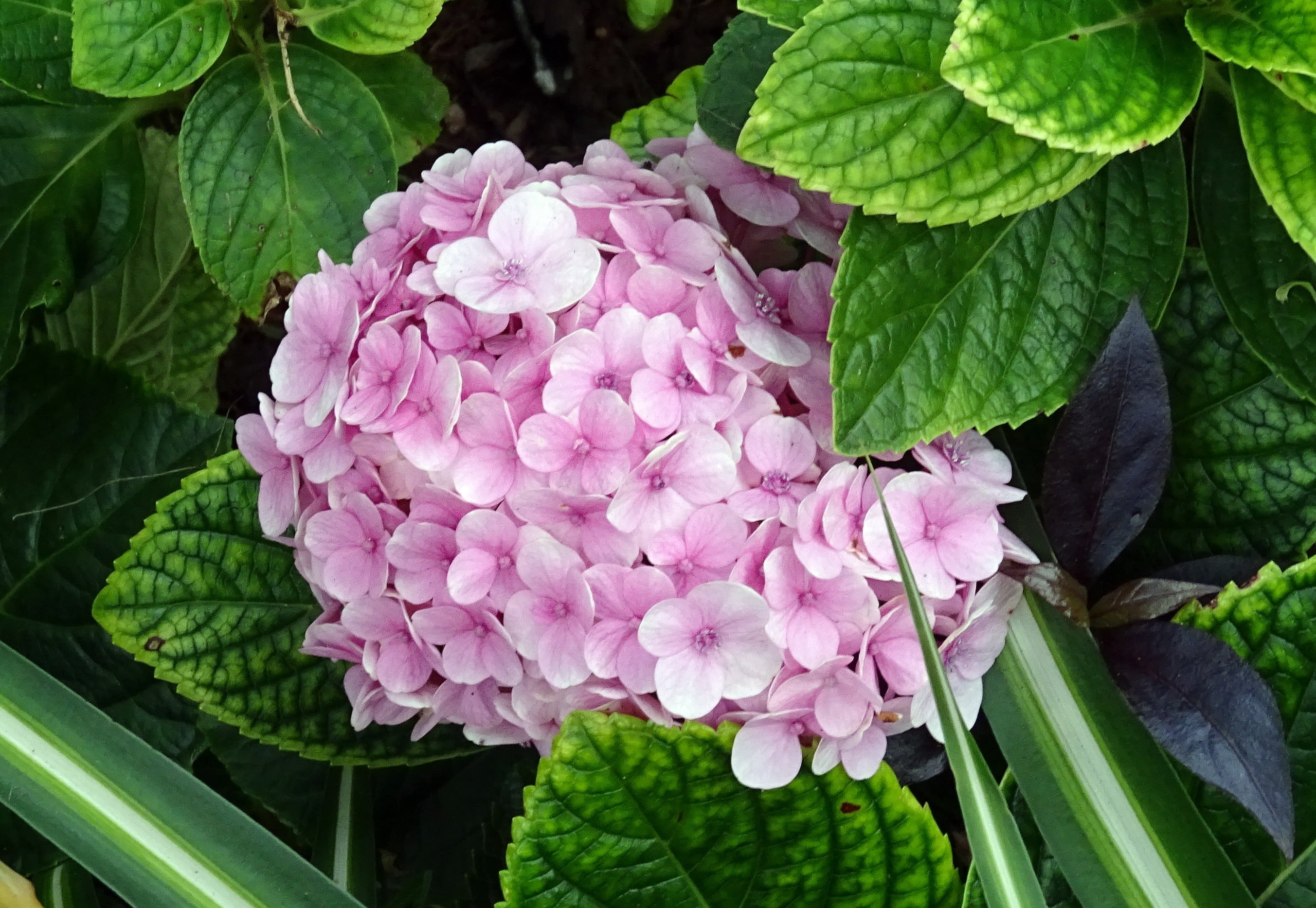 hydrangea, flower, mophead hydrangea, hydrangea macrophylla