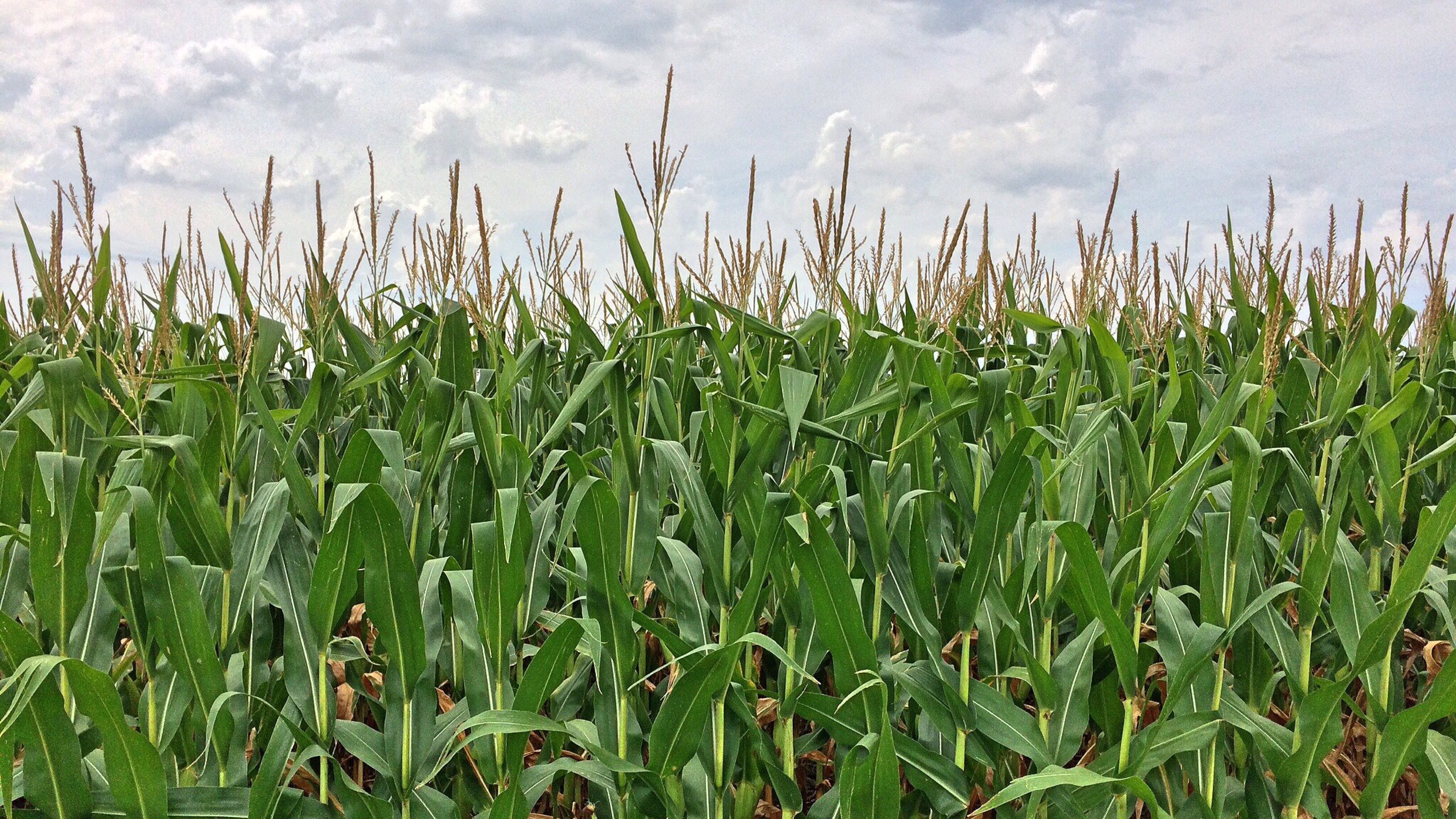 cornfield close-up photography, maze, farm, crop, growth, cloud - sky