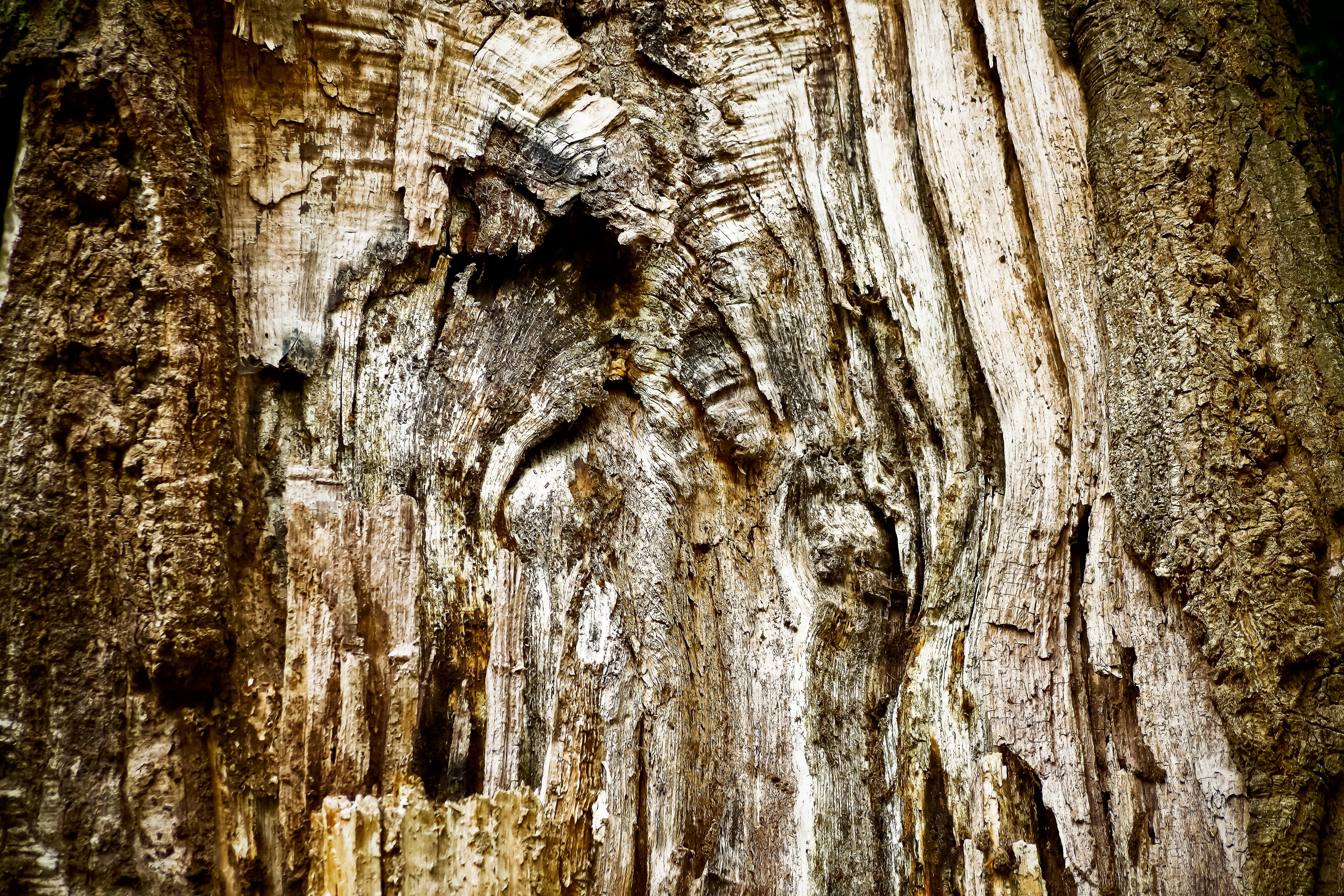 tree, tree bark, log, nature, tribe, wood, forest, structure