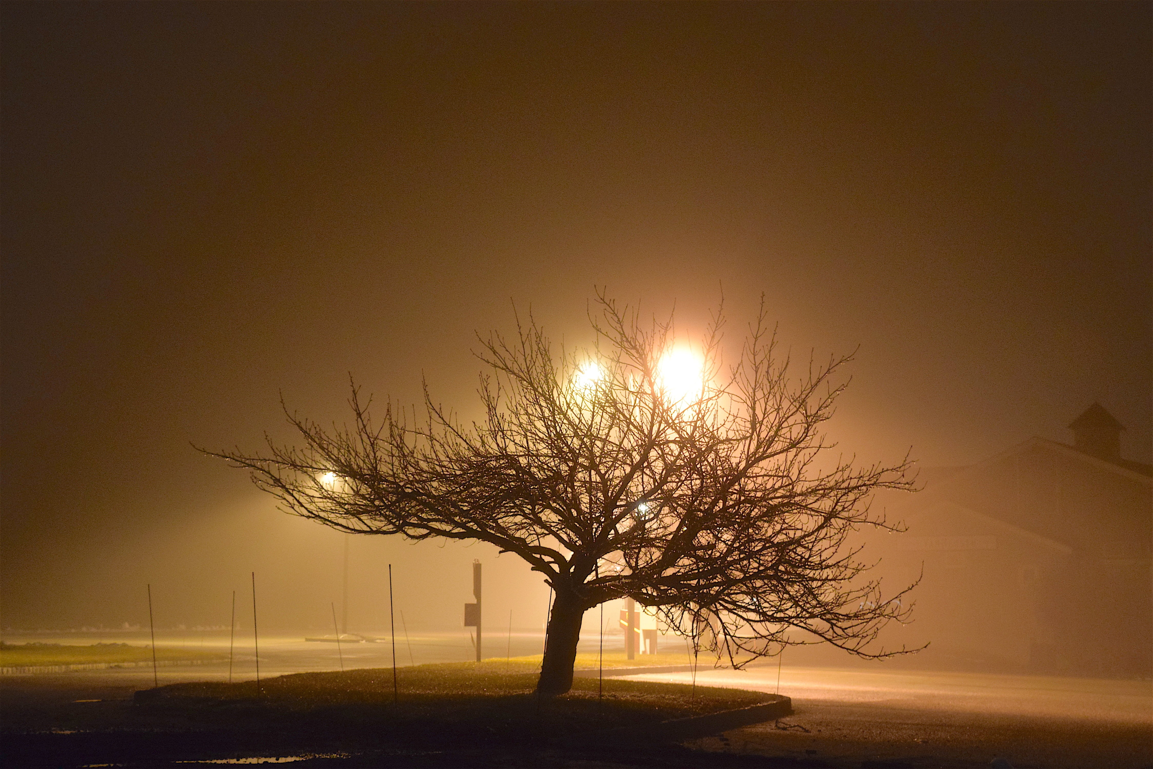 fog, night, tree, light, shadow, silhouette, dark, mist, evening