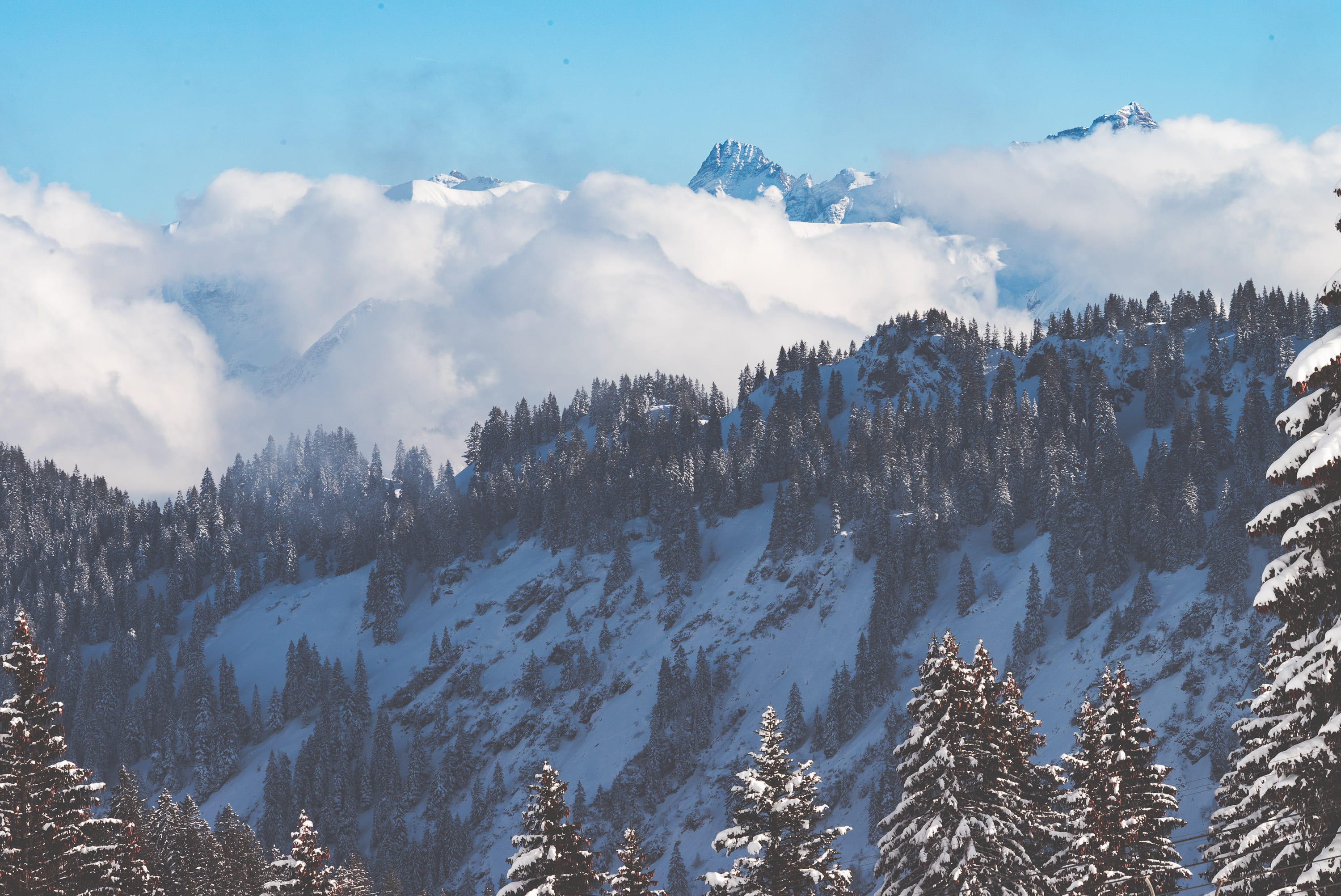 forest view during day time, pine trees near mountain, cloud