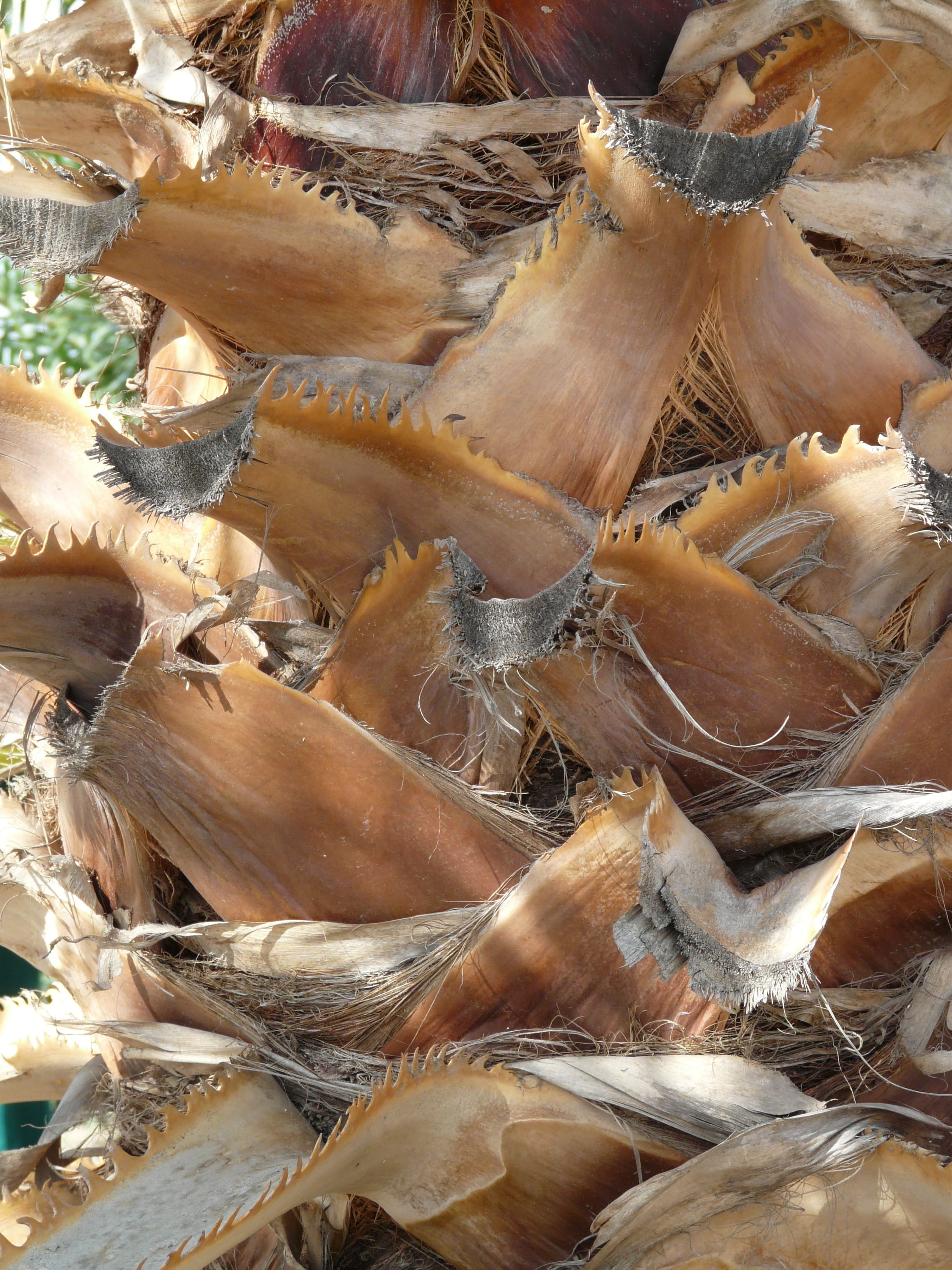 Palm Tree, Tree Root, Tribe, Palm, Leaves, palm tree root, arid