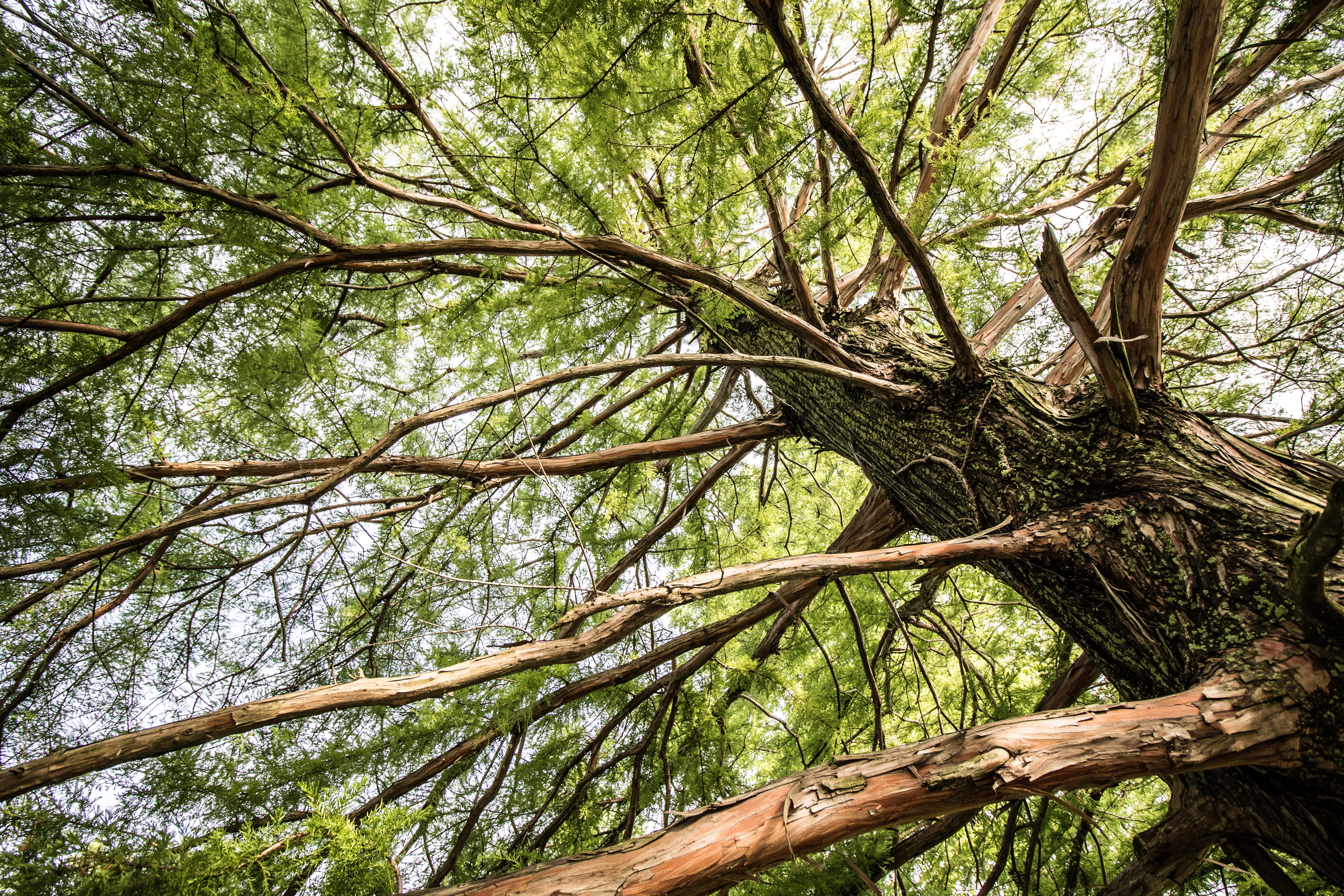 Pine, Tree, Trunk, Botany, below, green, nature, branch, coniferous