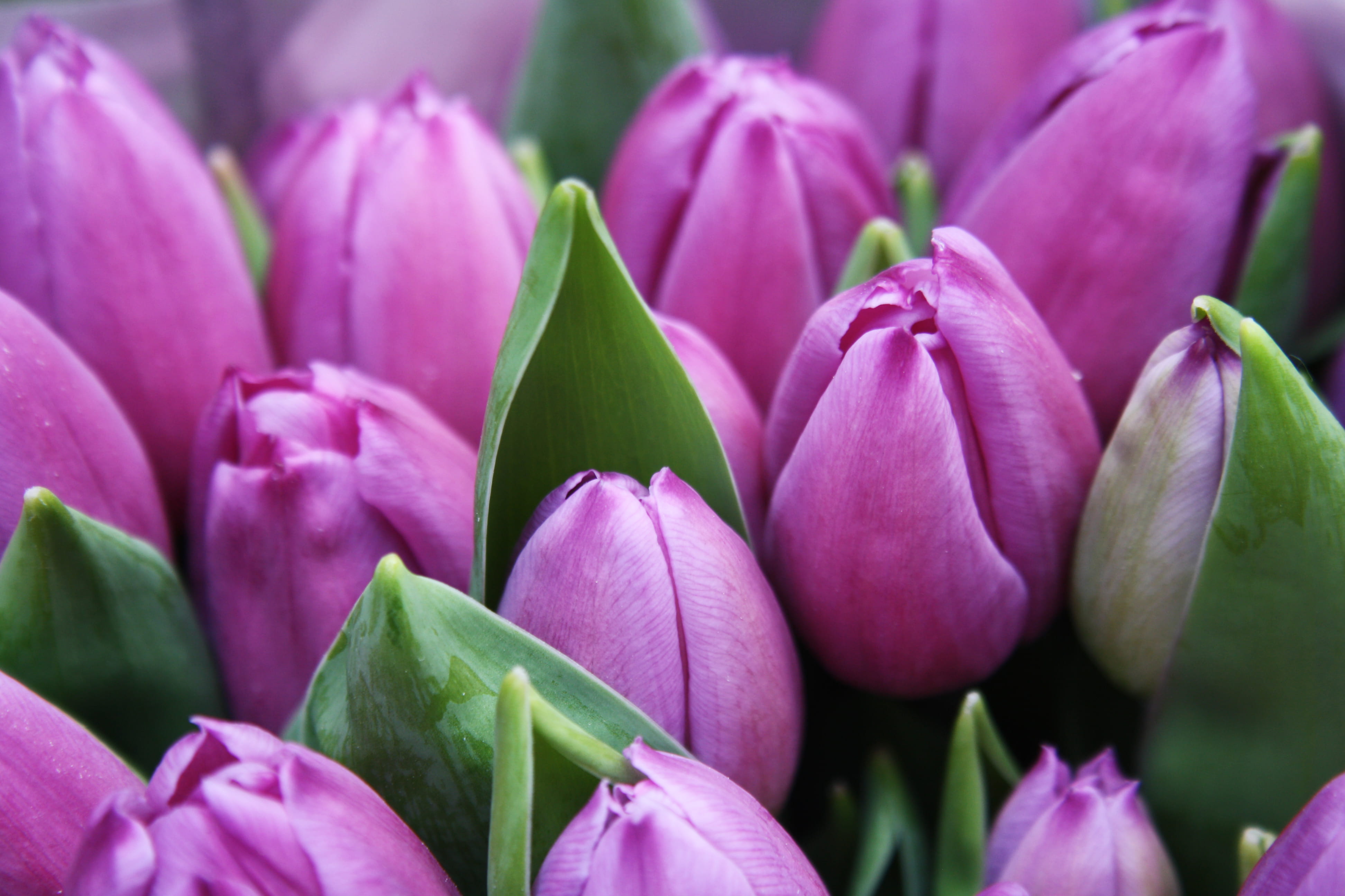 close-up photography of purple tulip flowers, macro-photography of pink tulip buds