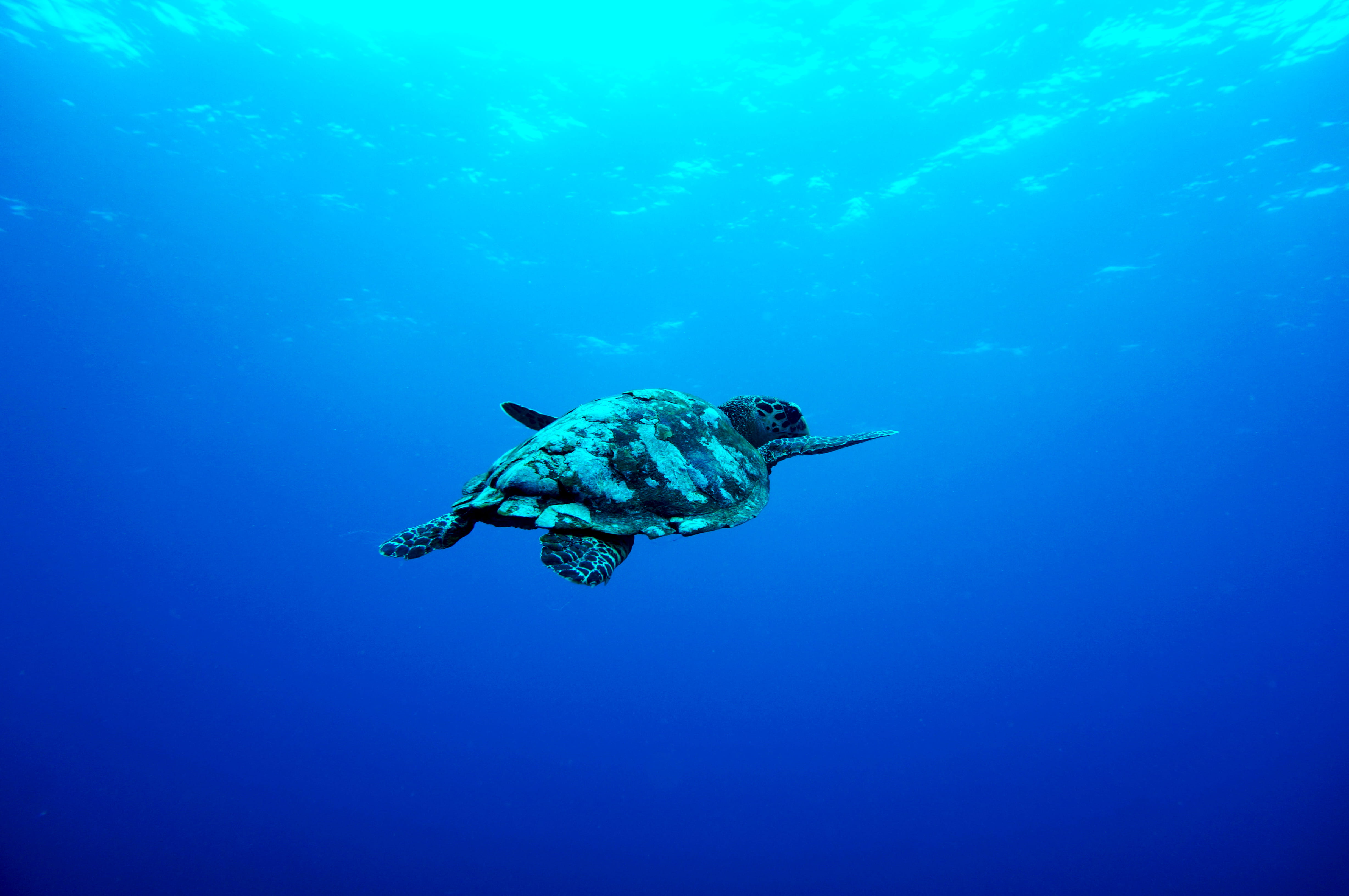 gray turtle swimming under the sea, sea turtle in body of water