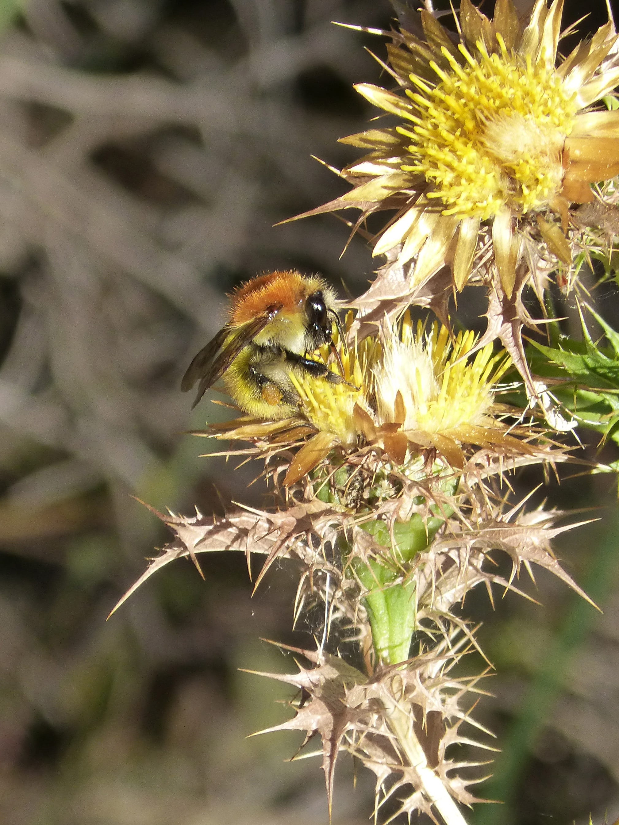 bumblebee, golden bumblebee, thistle, libar, thorns, yellow