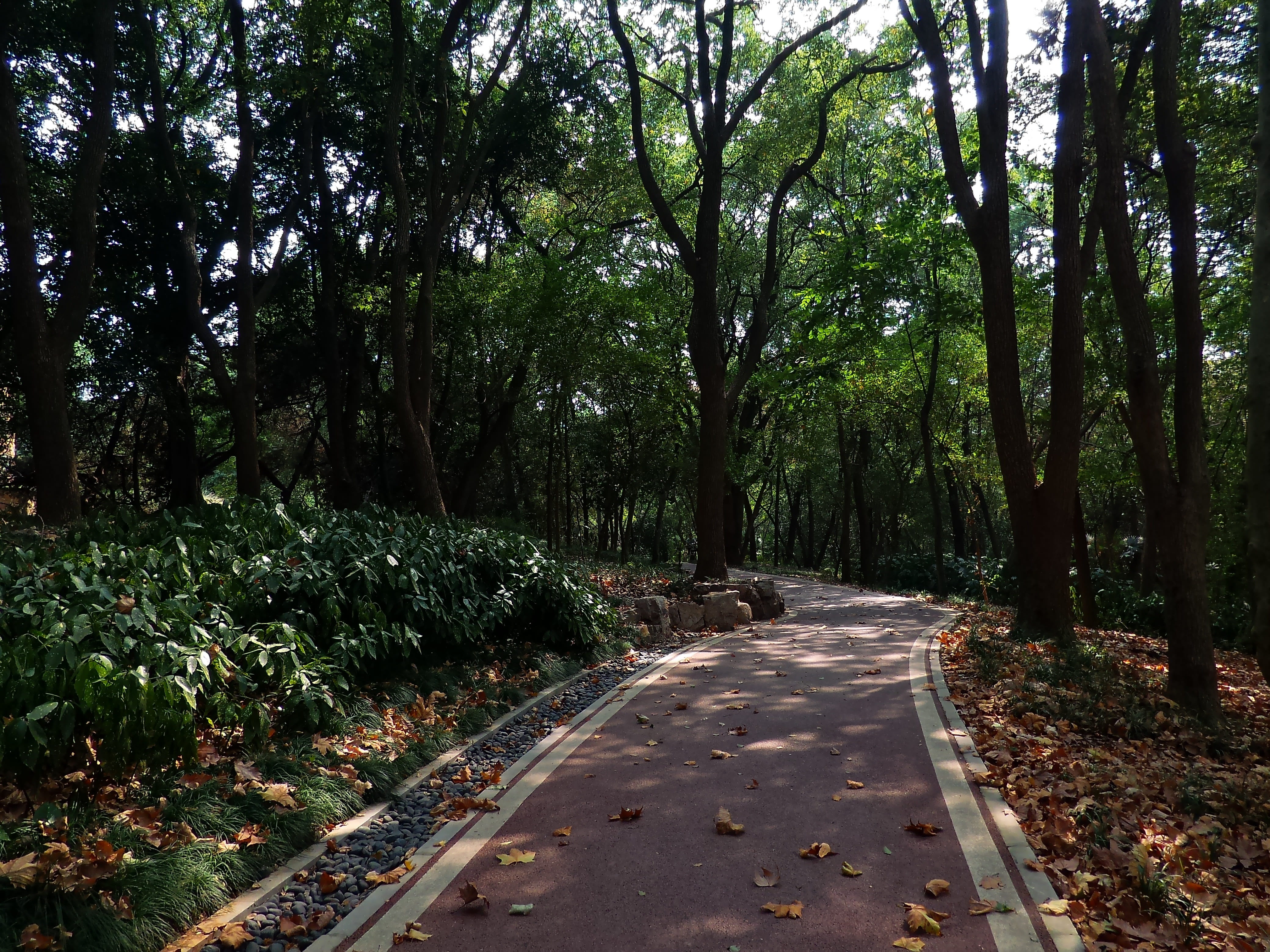 Mountains, Quiet, Tree, Path, tree-lined path, forest, nature